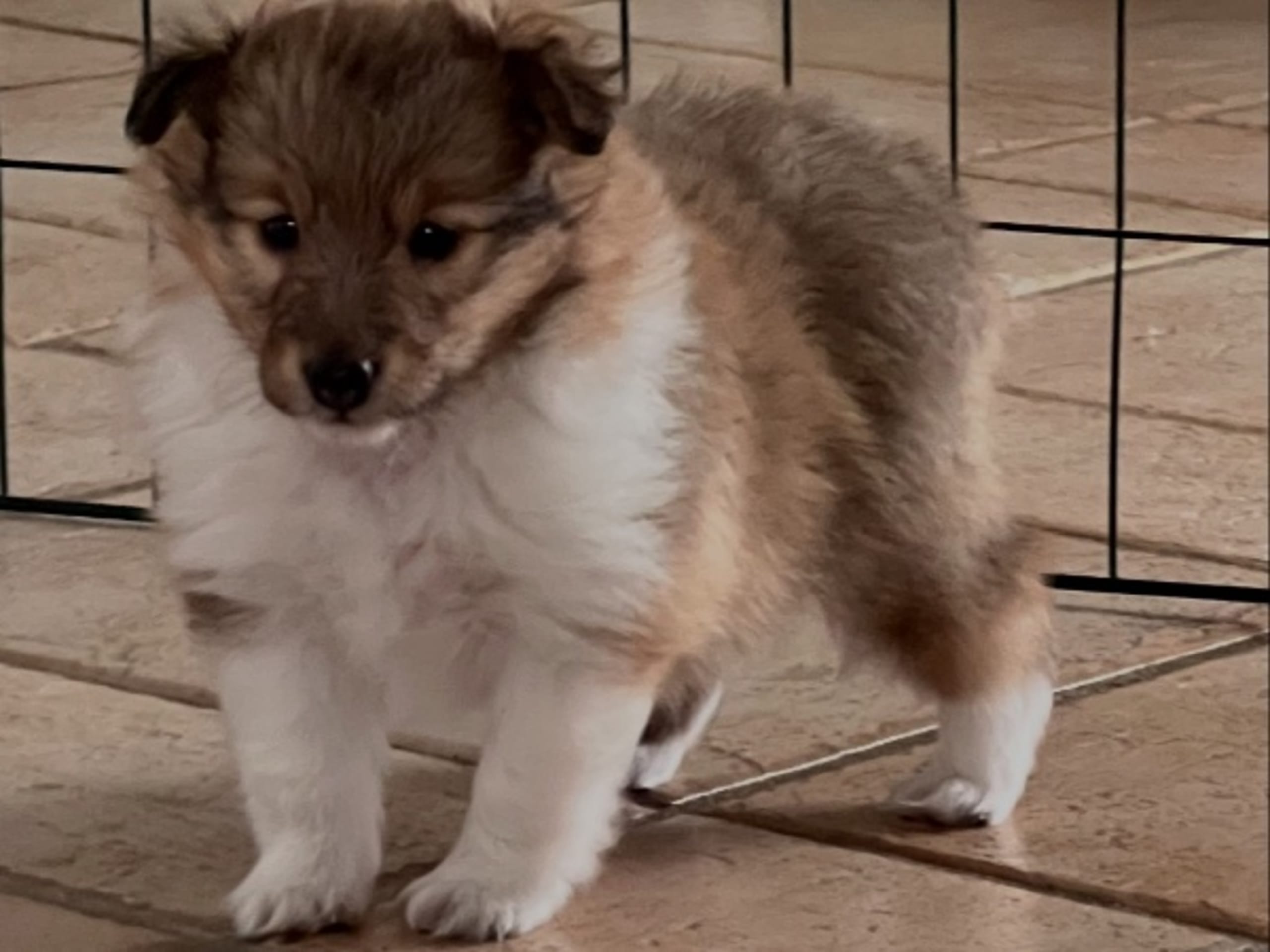 Shetland Sheepdog · Alsterbro · Speedlines