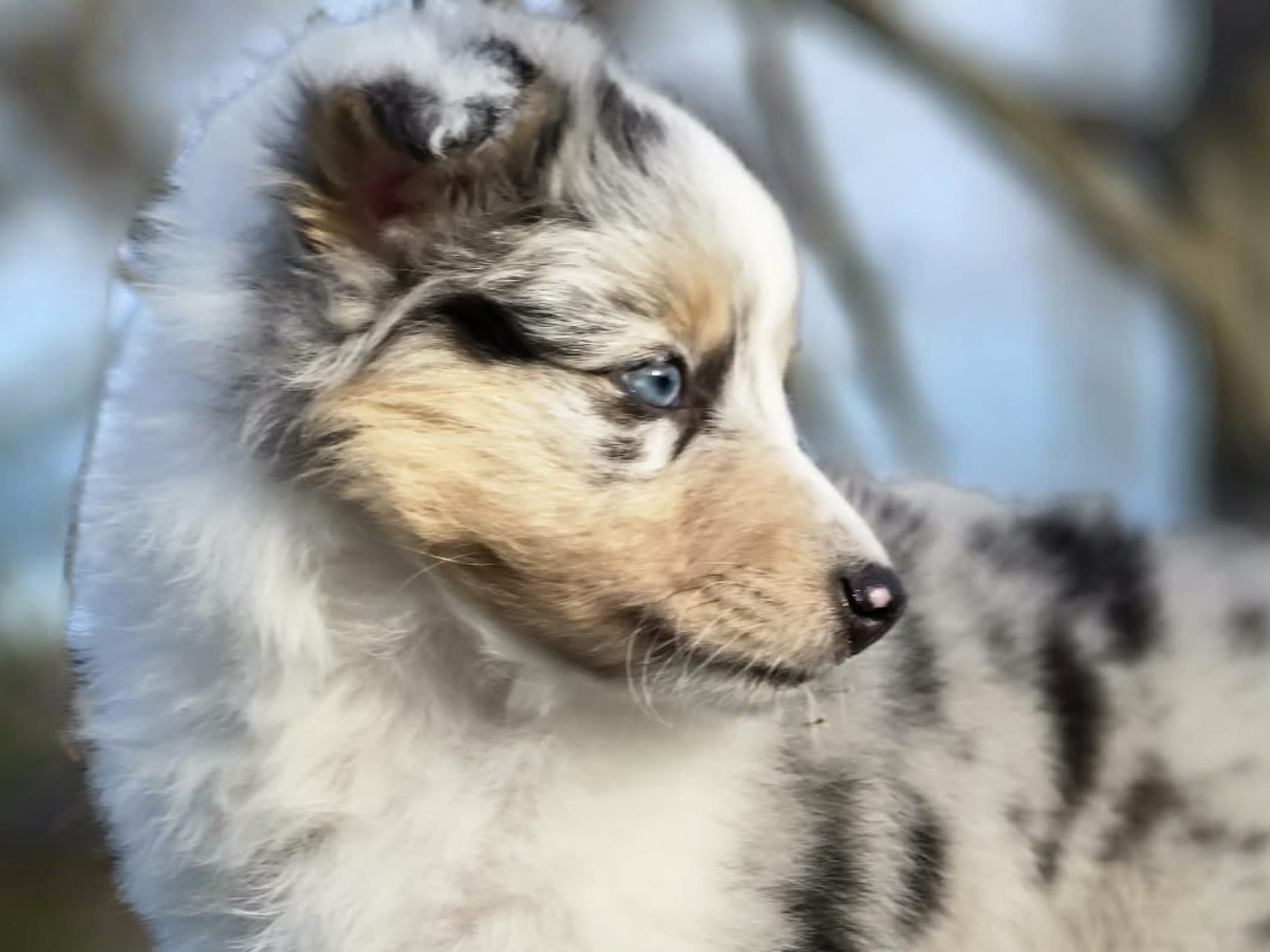 Shetland sheepdog · Braskereidfoss · Sorma Gards