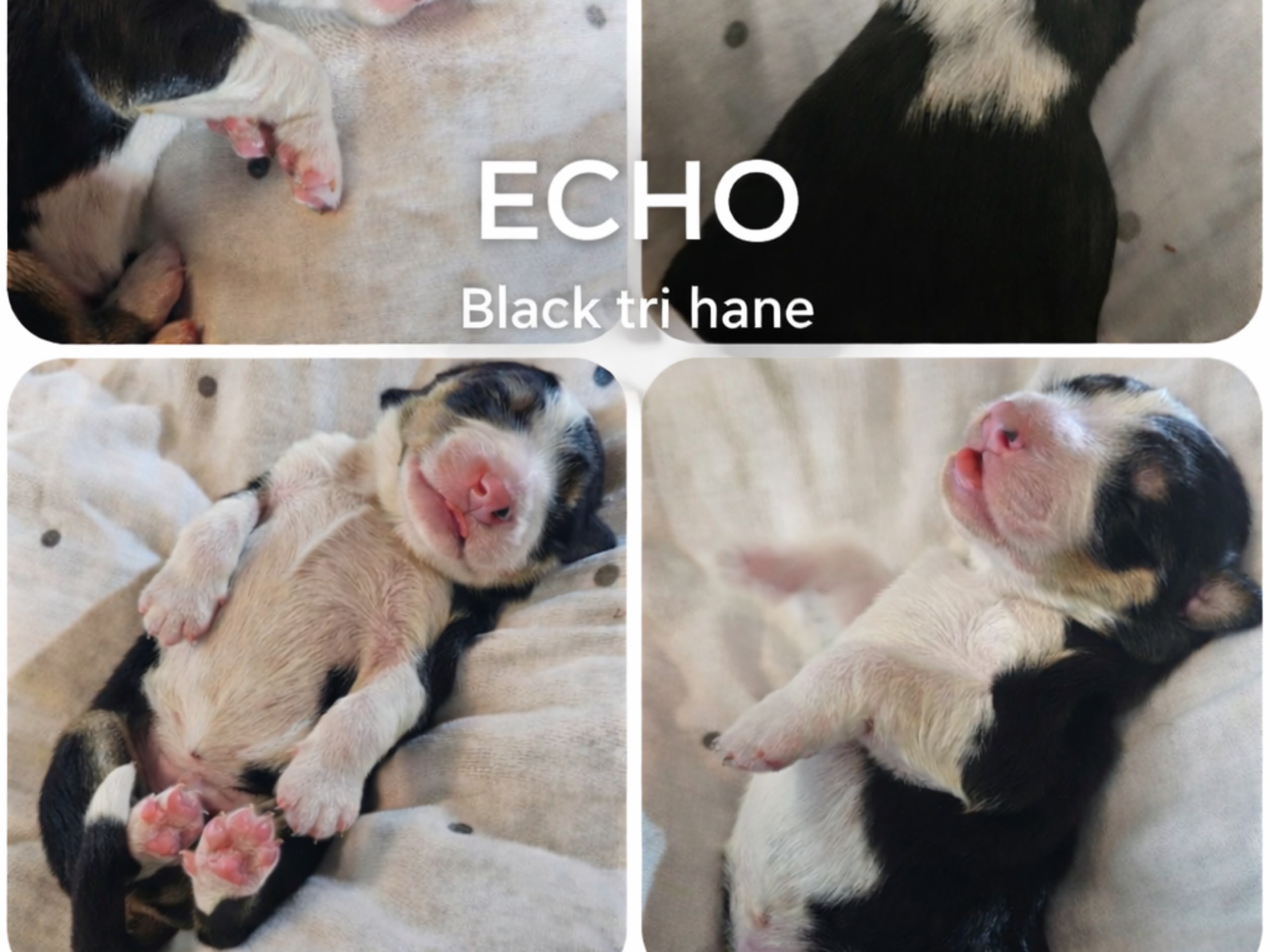EEVD/ Australian Shepherd · Västra Frölunda · Isabells S.