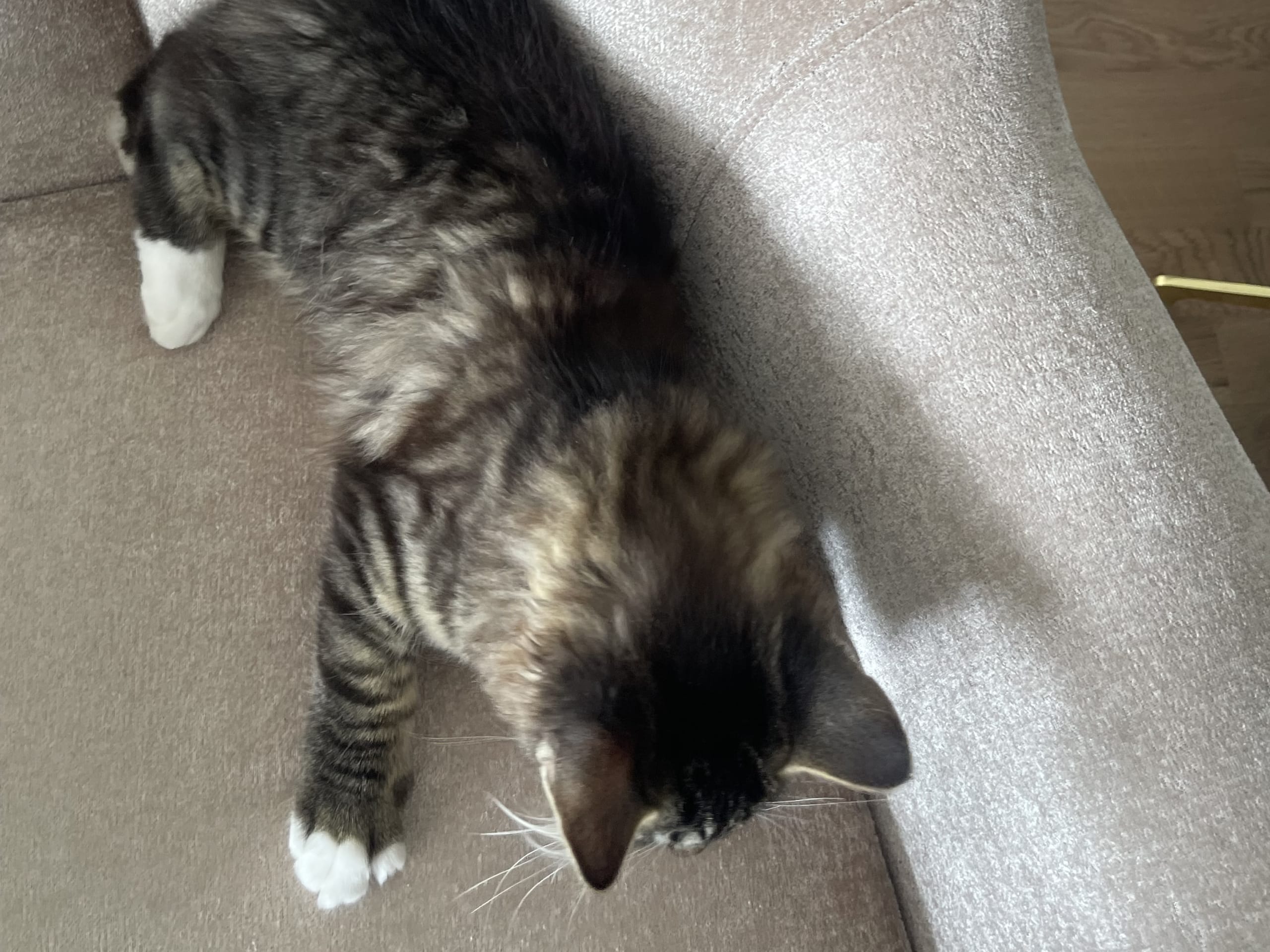 Norwegian Forest · Slattum · Siyahmoui J.