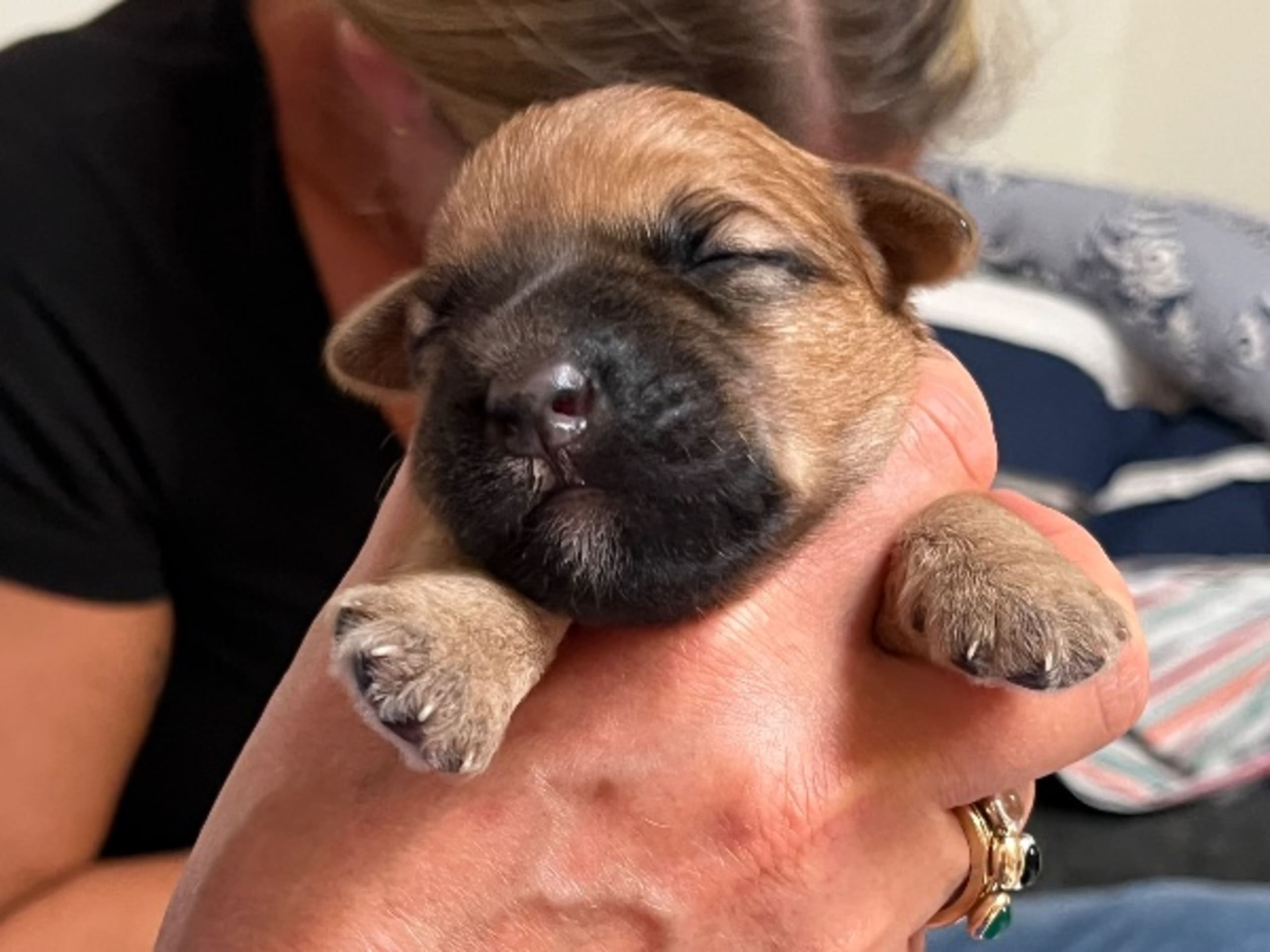 Irish Soft Coated Wheaten Terrier · Skanör · Extra's