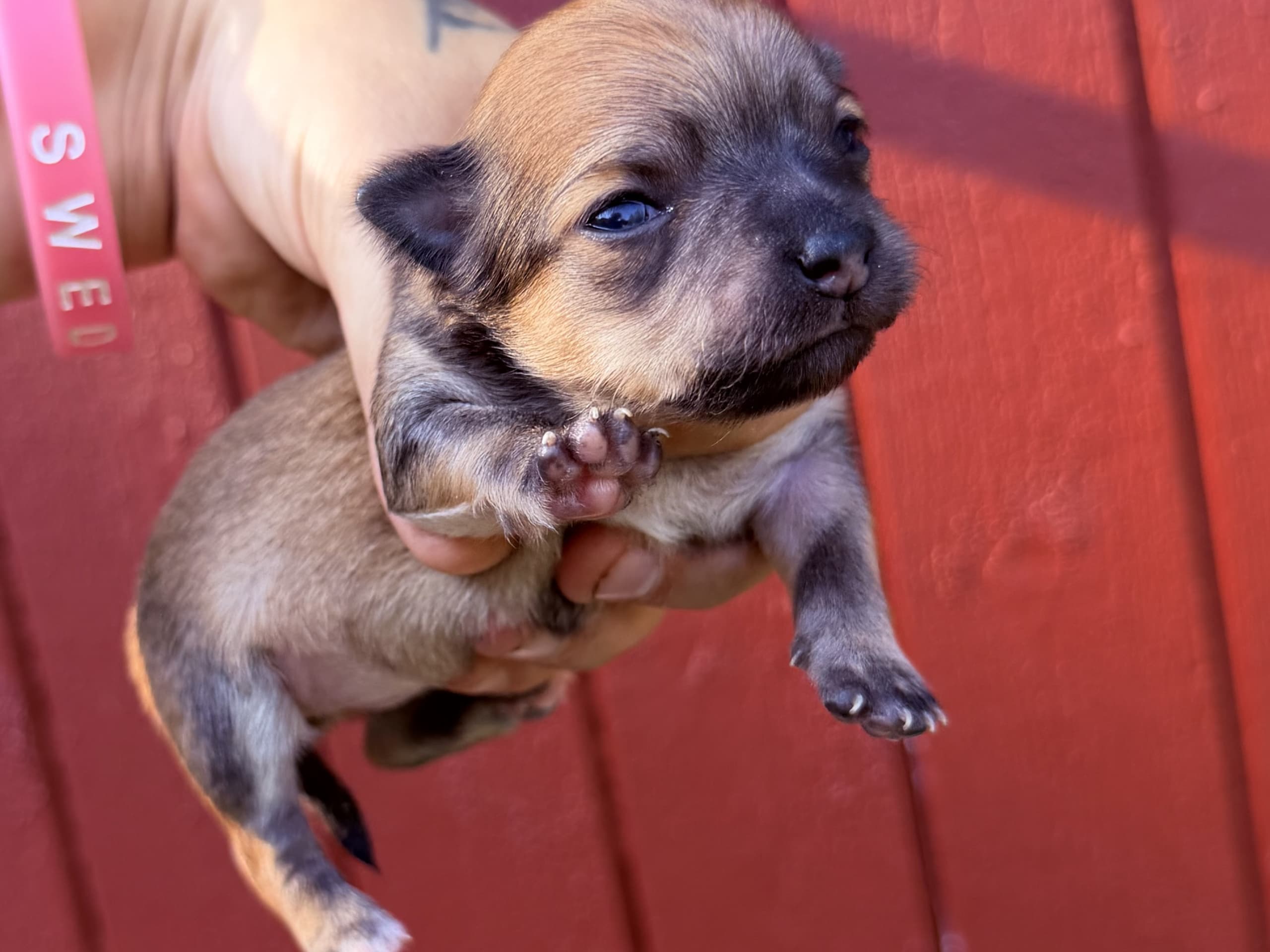 Chihuahua