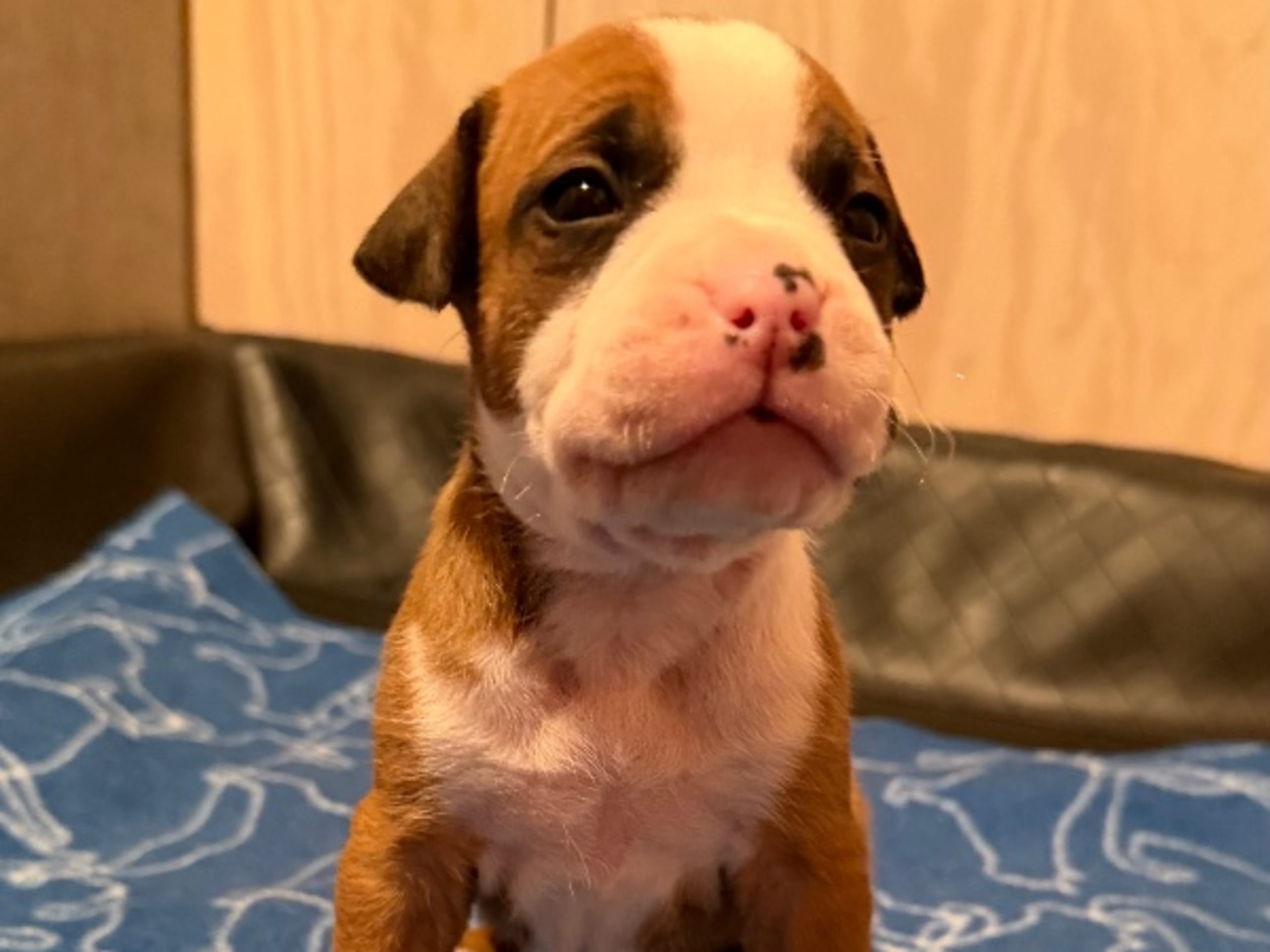 American Staffordshire Terrier · Kista · Patrick Nielsen Amstaff