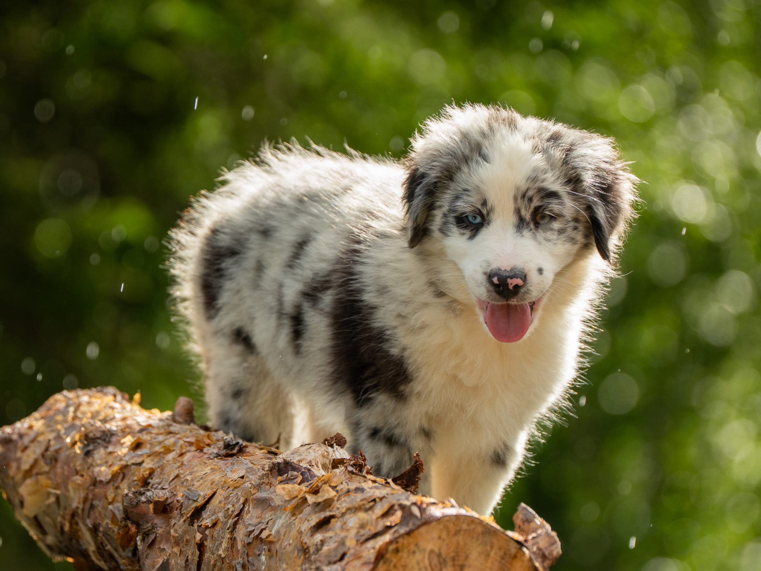 Australian Shepherd · Lesjöfors · Maple Force Aussies