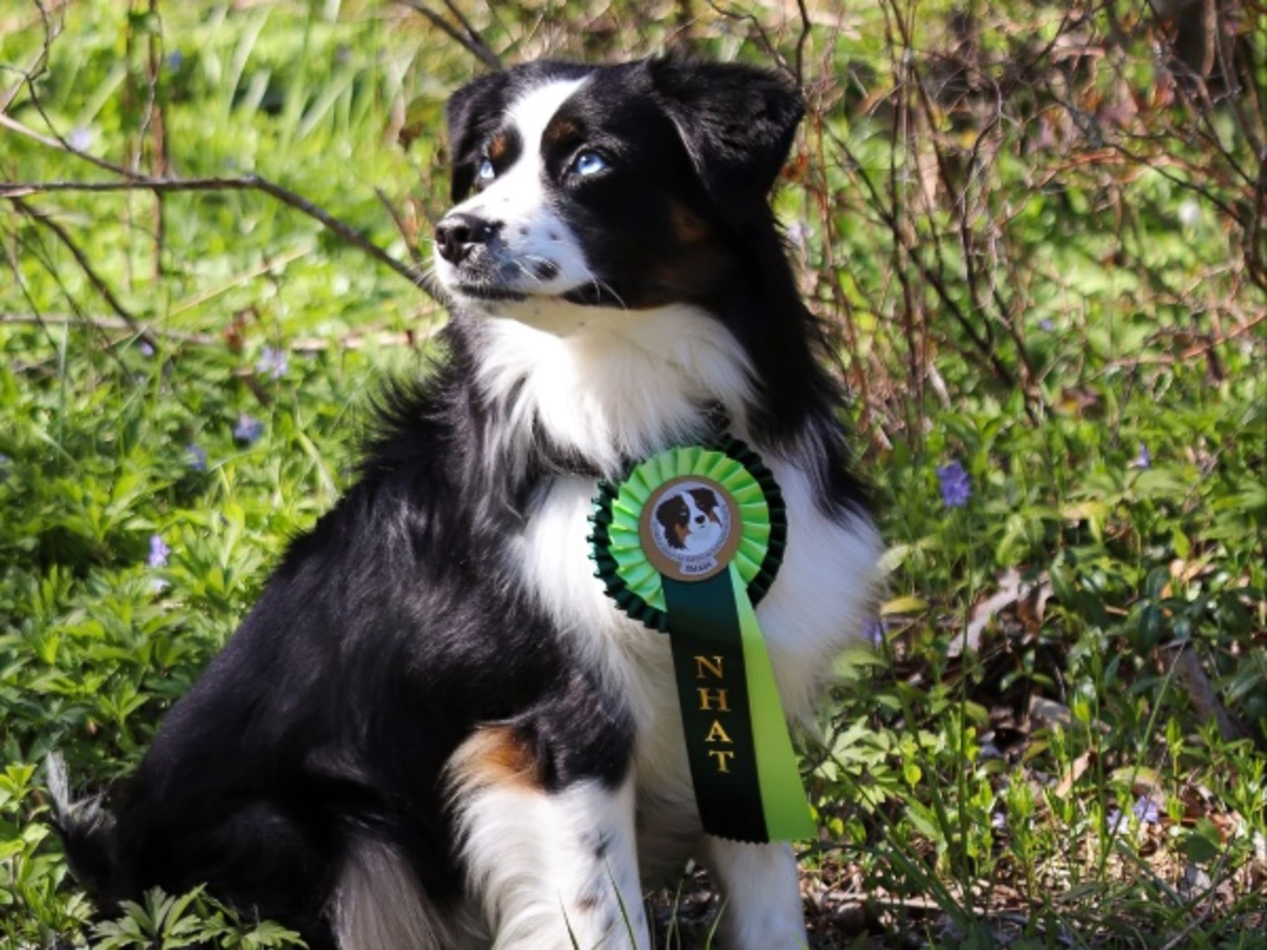 Miniature american shepherd · Åkersberga · Nordic Shepherds
