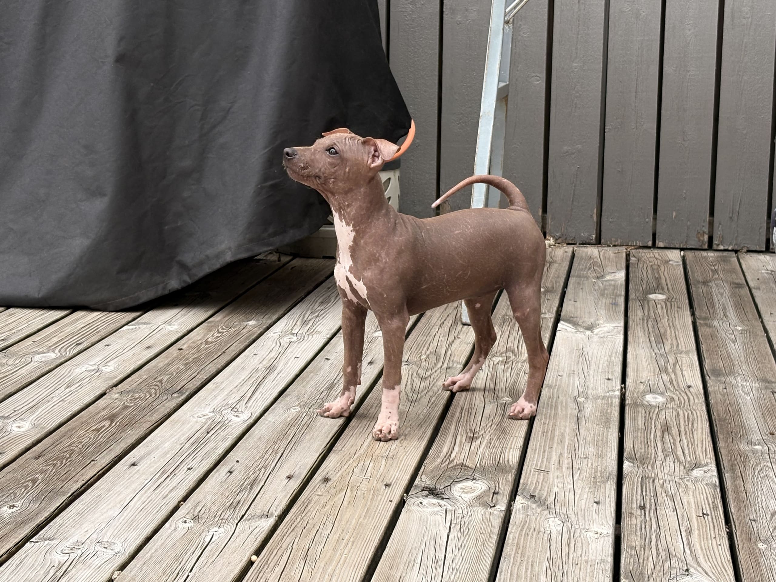 American hairless terrier · Mellerud · Ticket to win