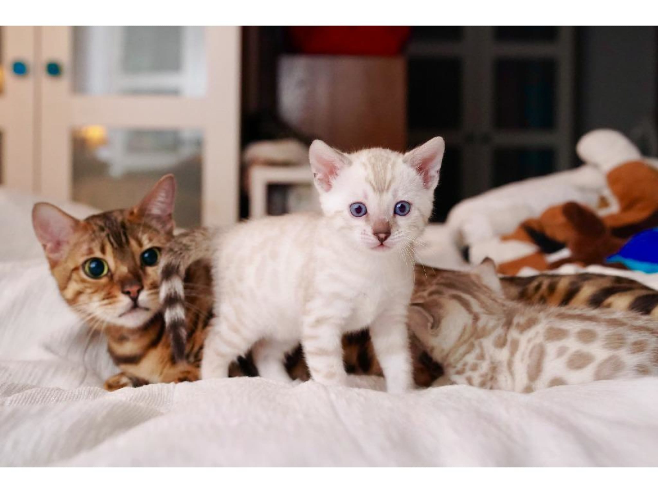 Bengal · Onsala · SE*Artisan