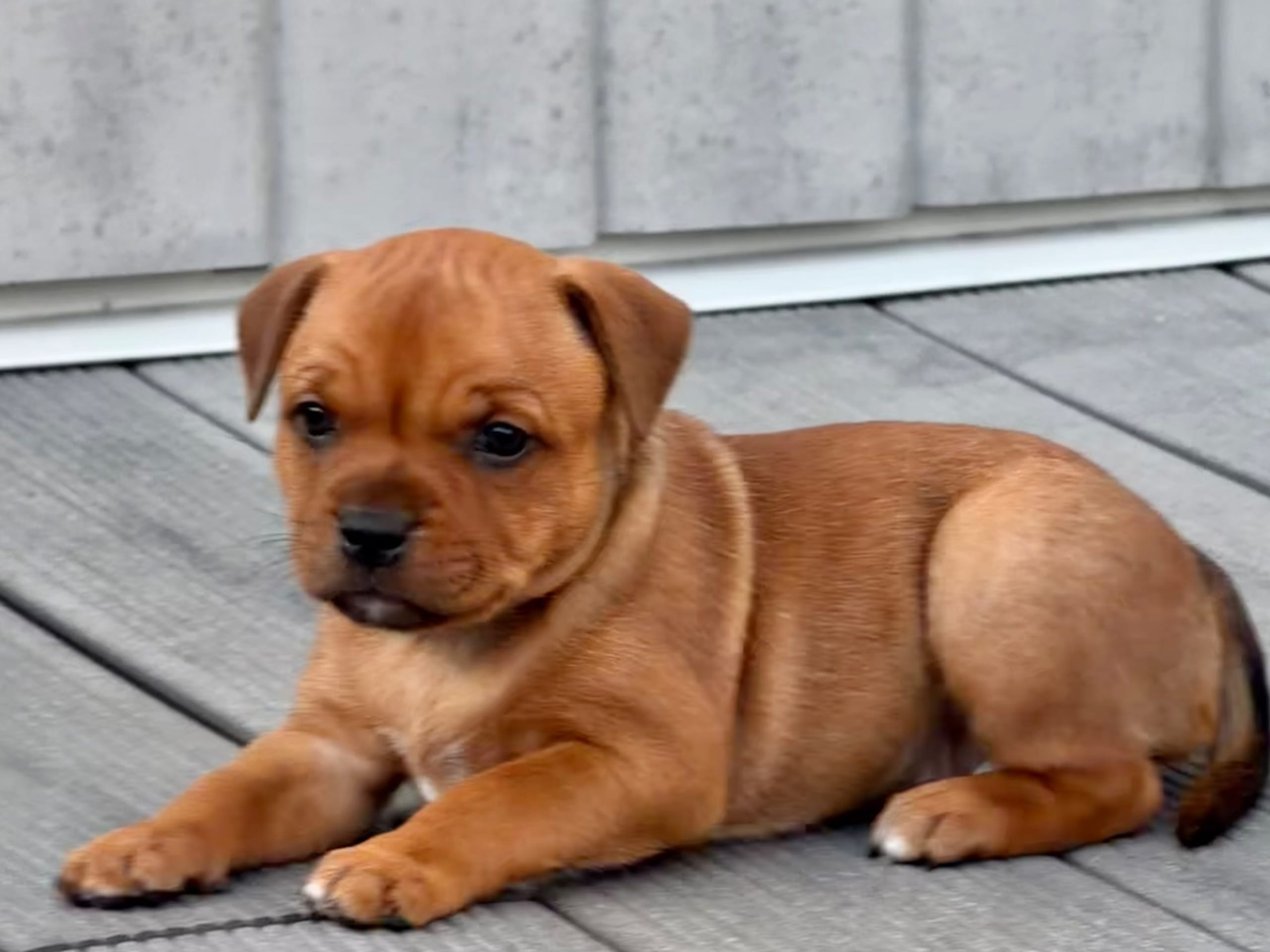 Staffordshire bullterrier · Tyresö · Giwido’s