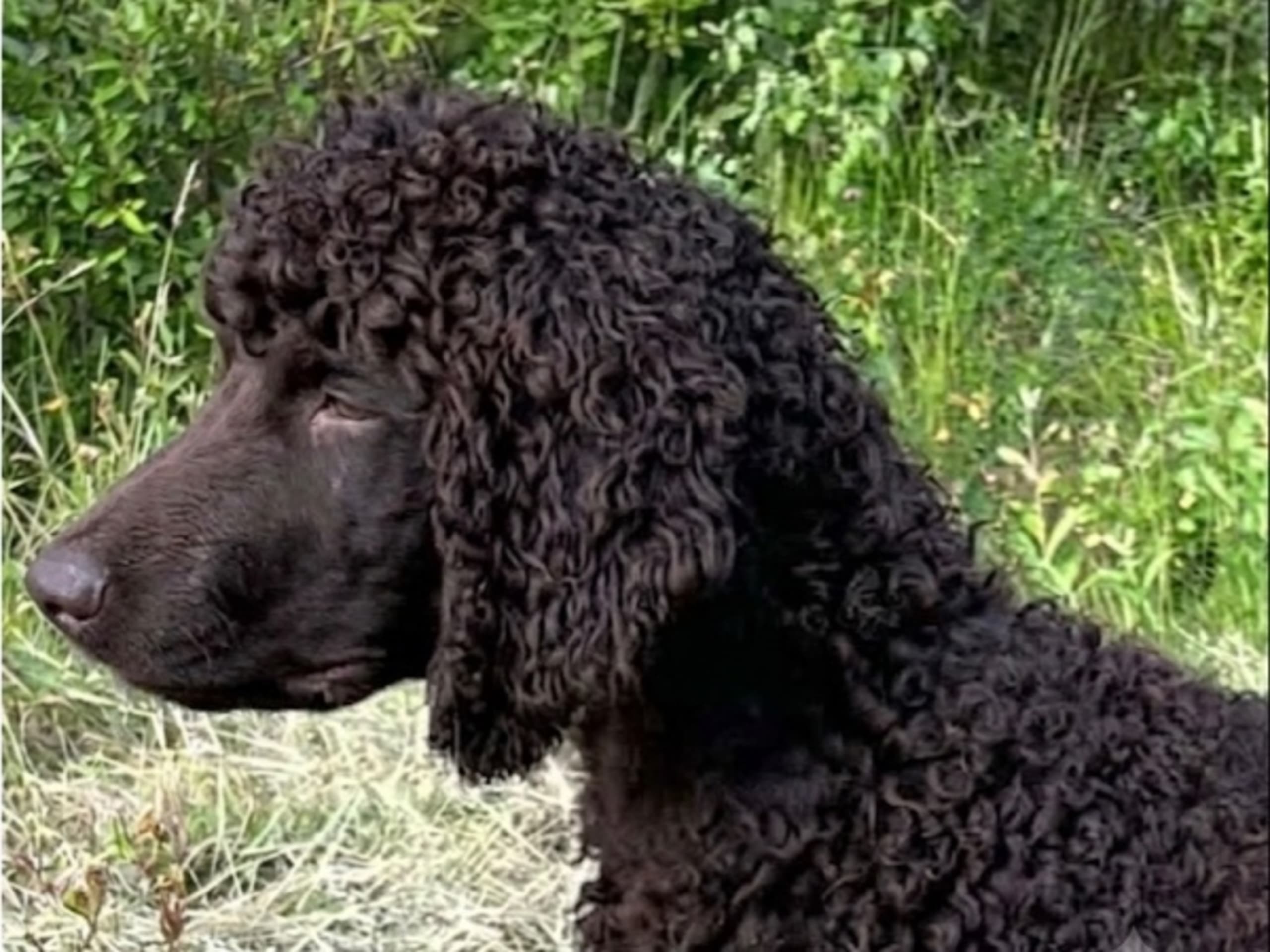 Irish Water Spaniel · Järna · Coffee’s