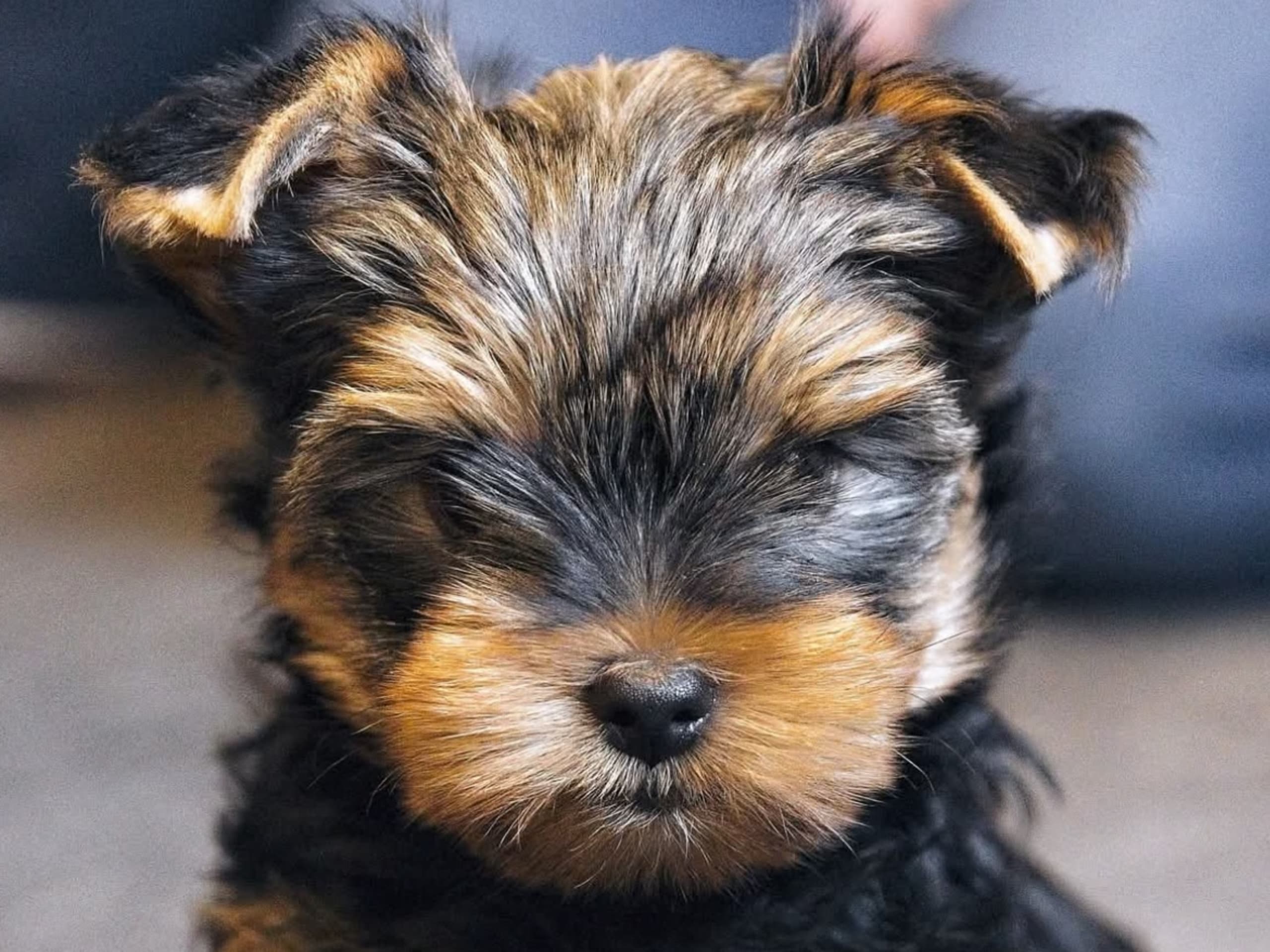 Mount Yorkie