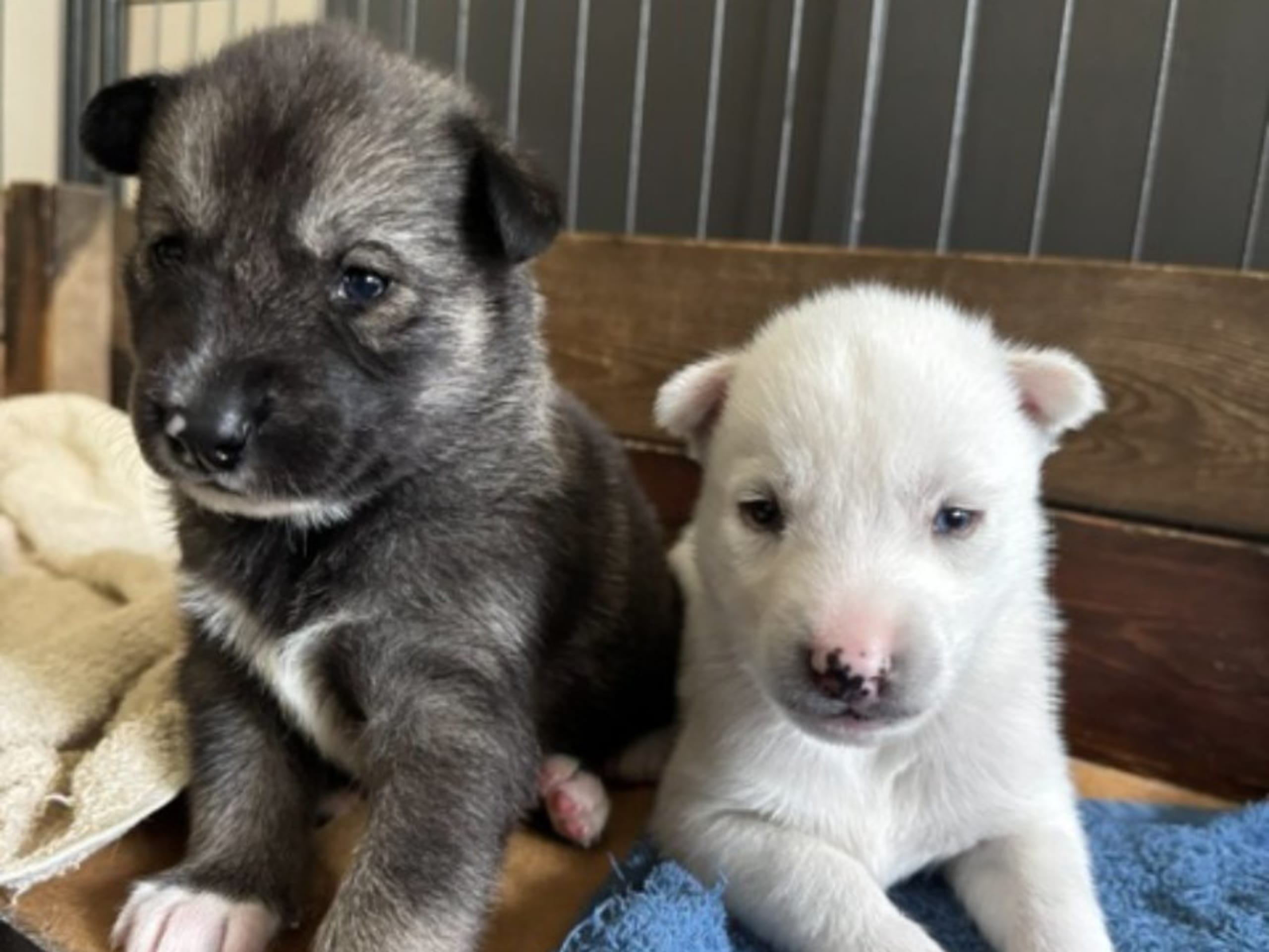 Siberian Husky · Sågmyra · Måsek's