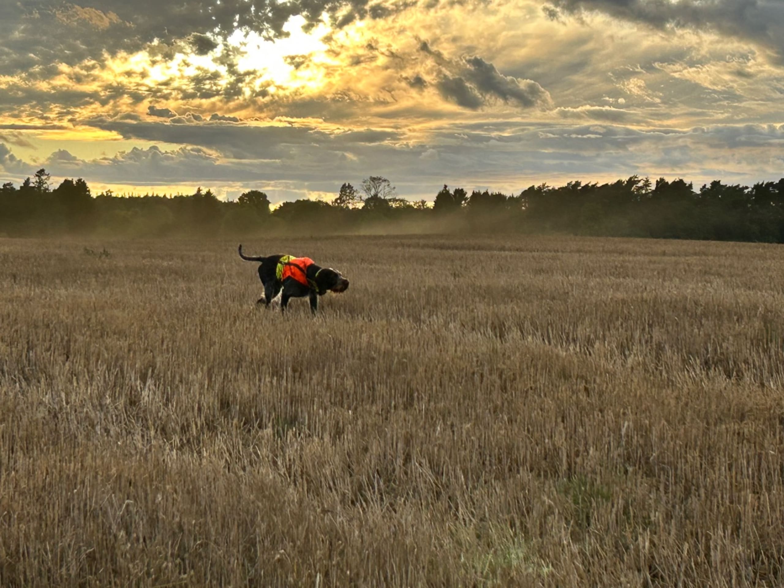 German Shorthaired Pointer (Vorsteh) · Rimbo · Fiskeså