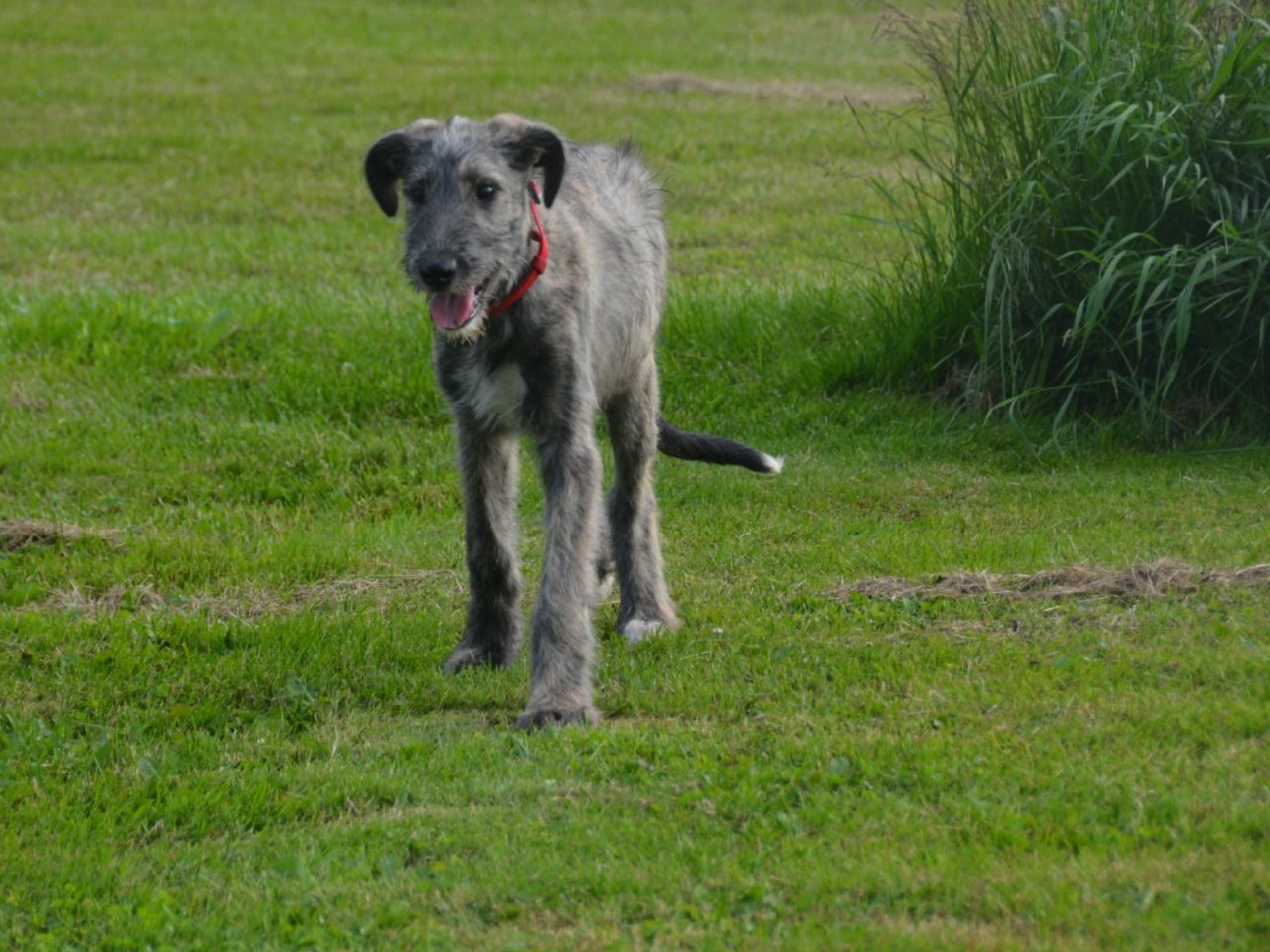 Irish Wolfhound · Stora Levene · Åkerö's