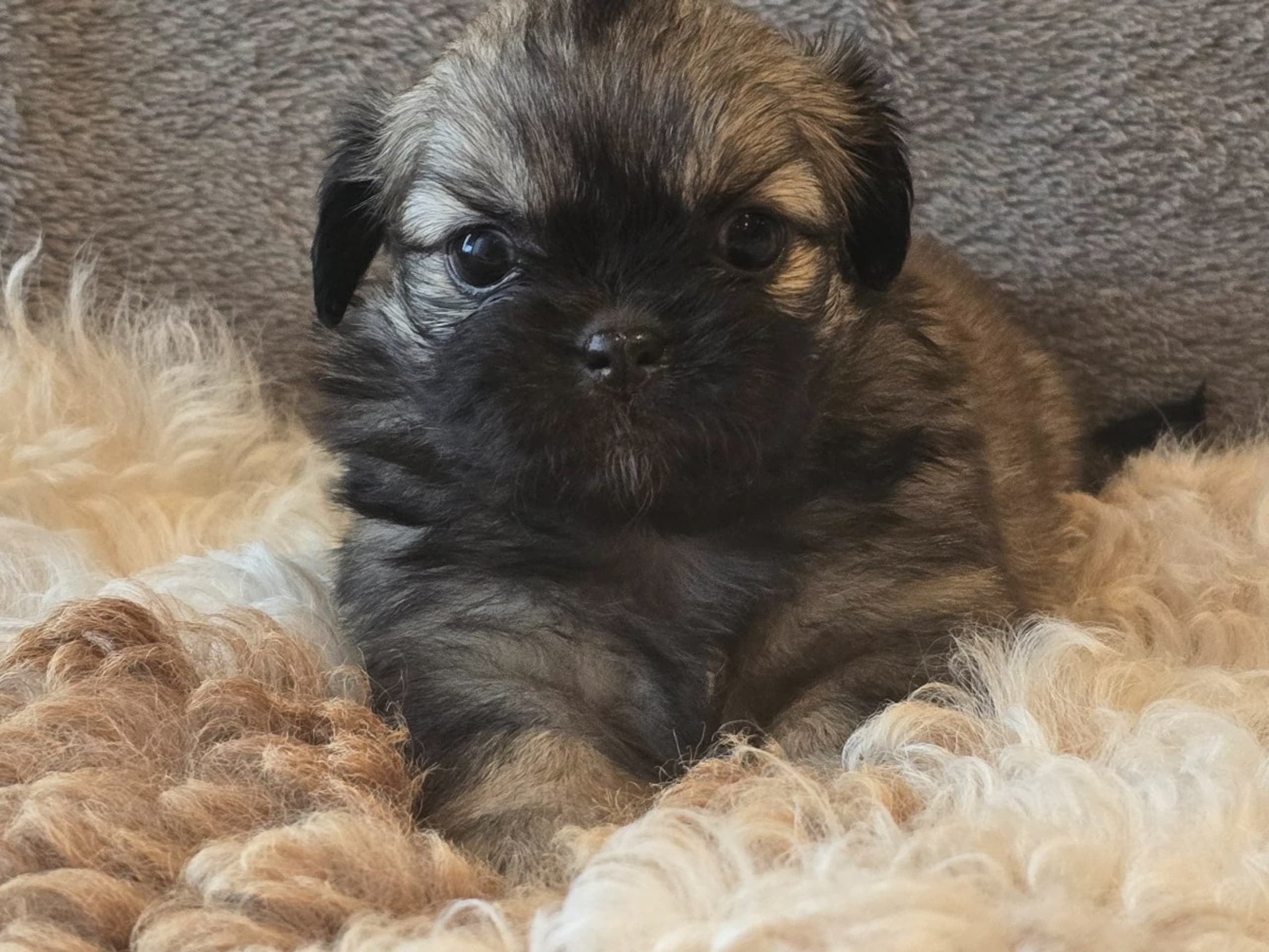 Tibetansk spaniel · Hästveda · Schilleshof's