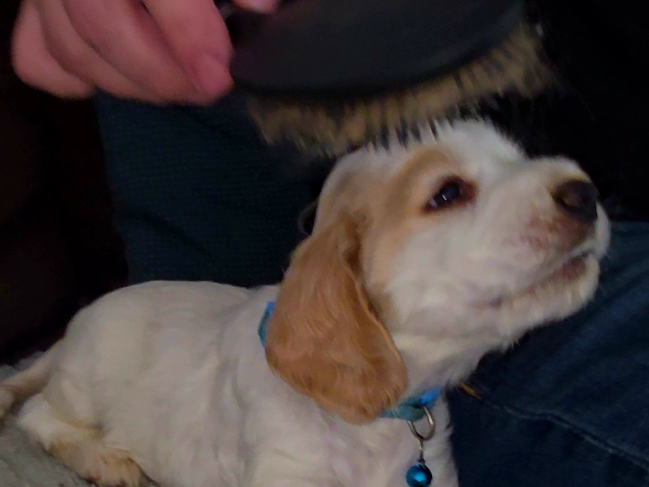 Cocker Spaniel · Södertälje · Savanah B.