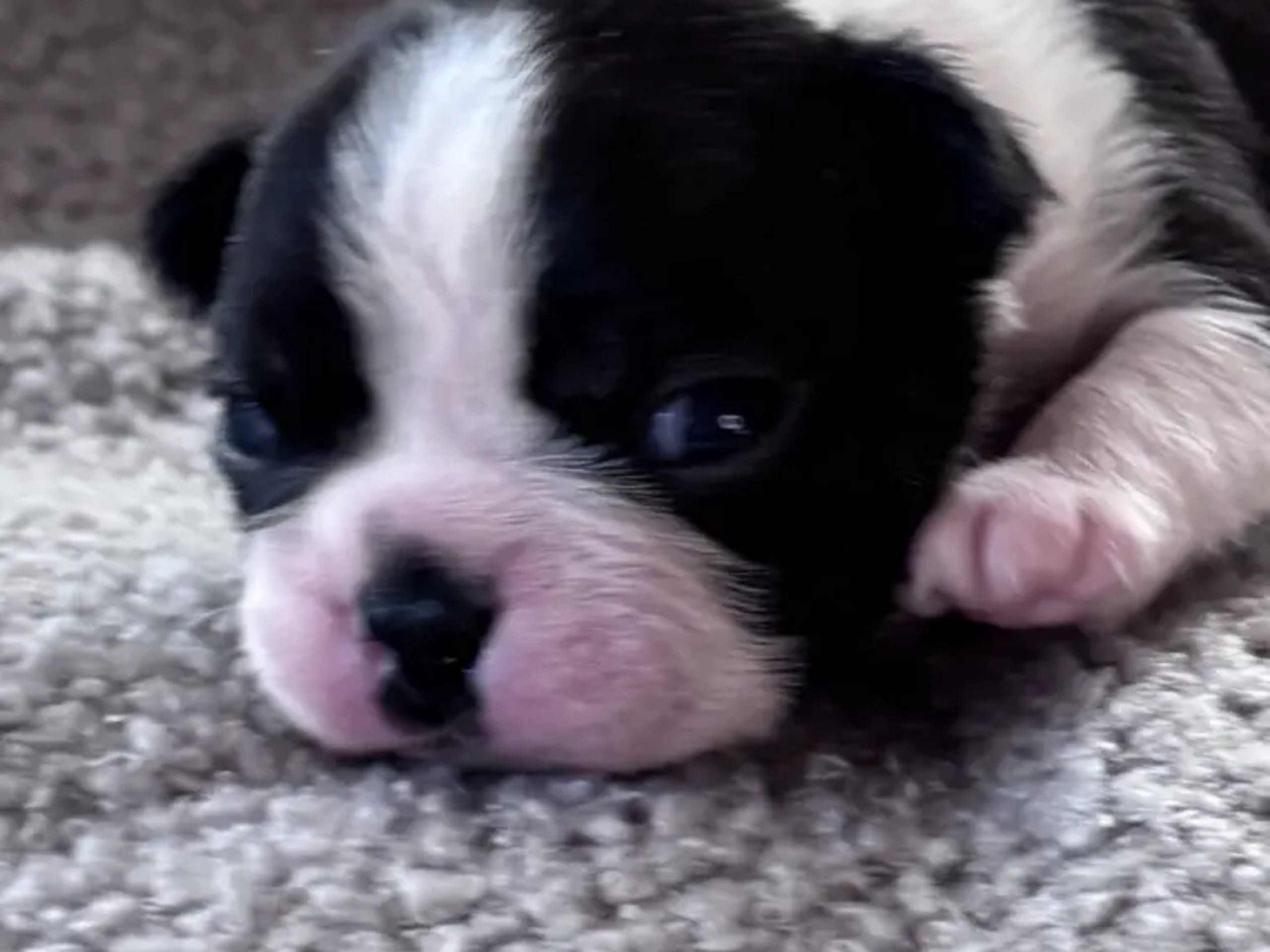 Boston terrier · Klæbu · Marianne Arntzen