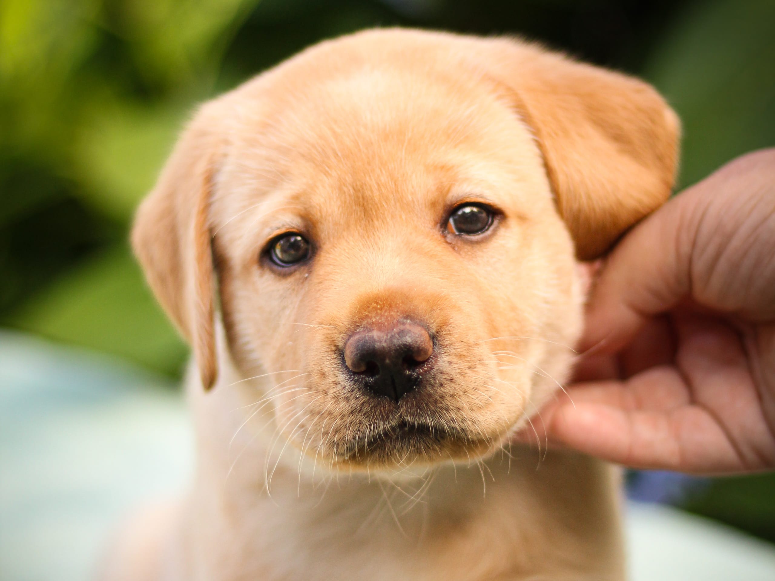 Labrador Retriever · Svärtinge · Blankgölens kennel