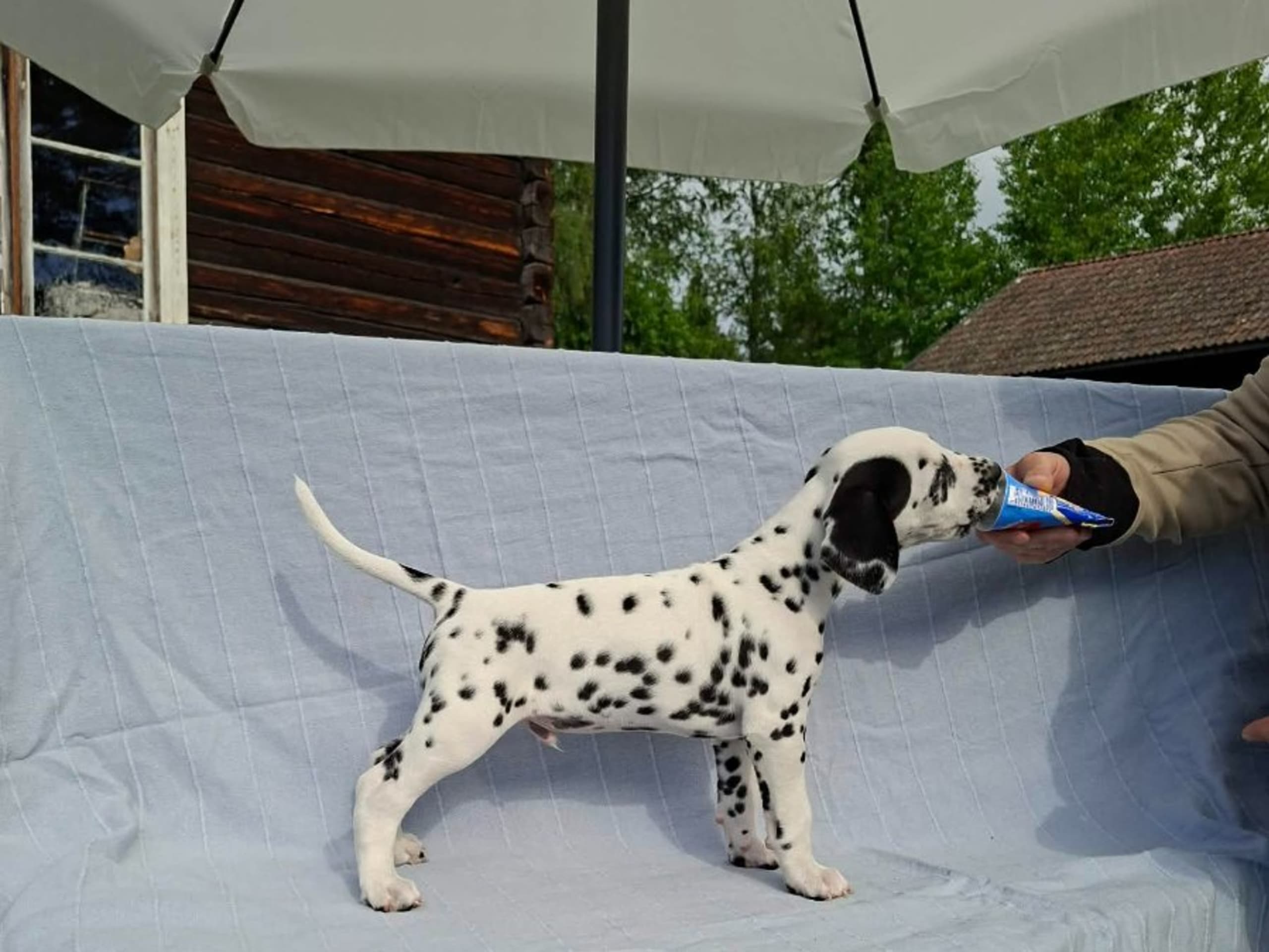 Dalmatian · Mora · Miss De Vil's