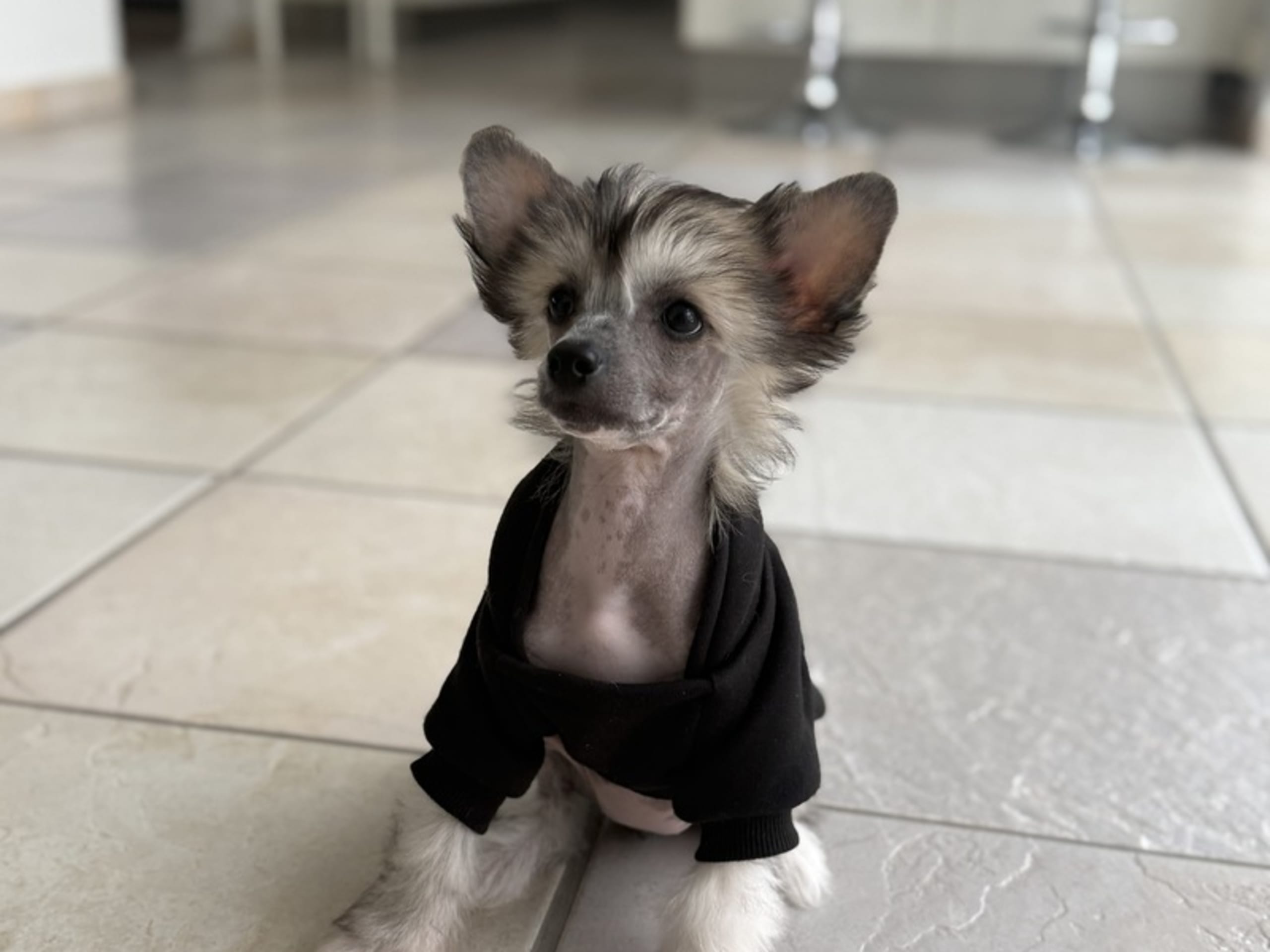 Chinese crested dog · Hornsyld · Leed's Infinity