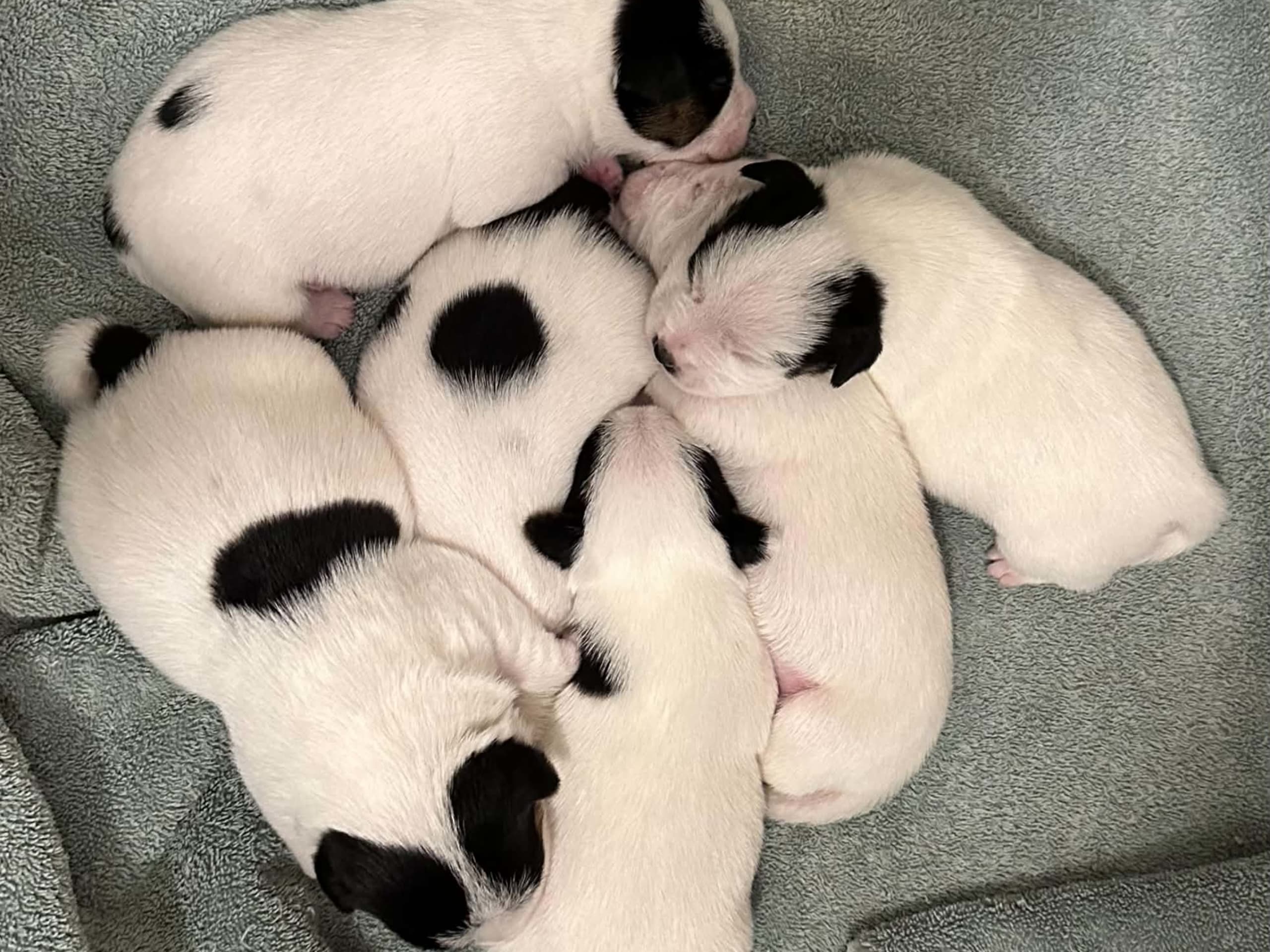 LIMELIGHT Kennels