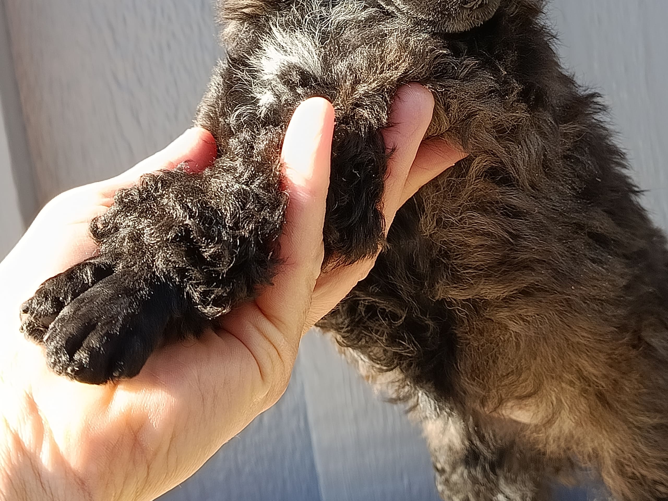 Hjortkvarns Cavapoo