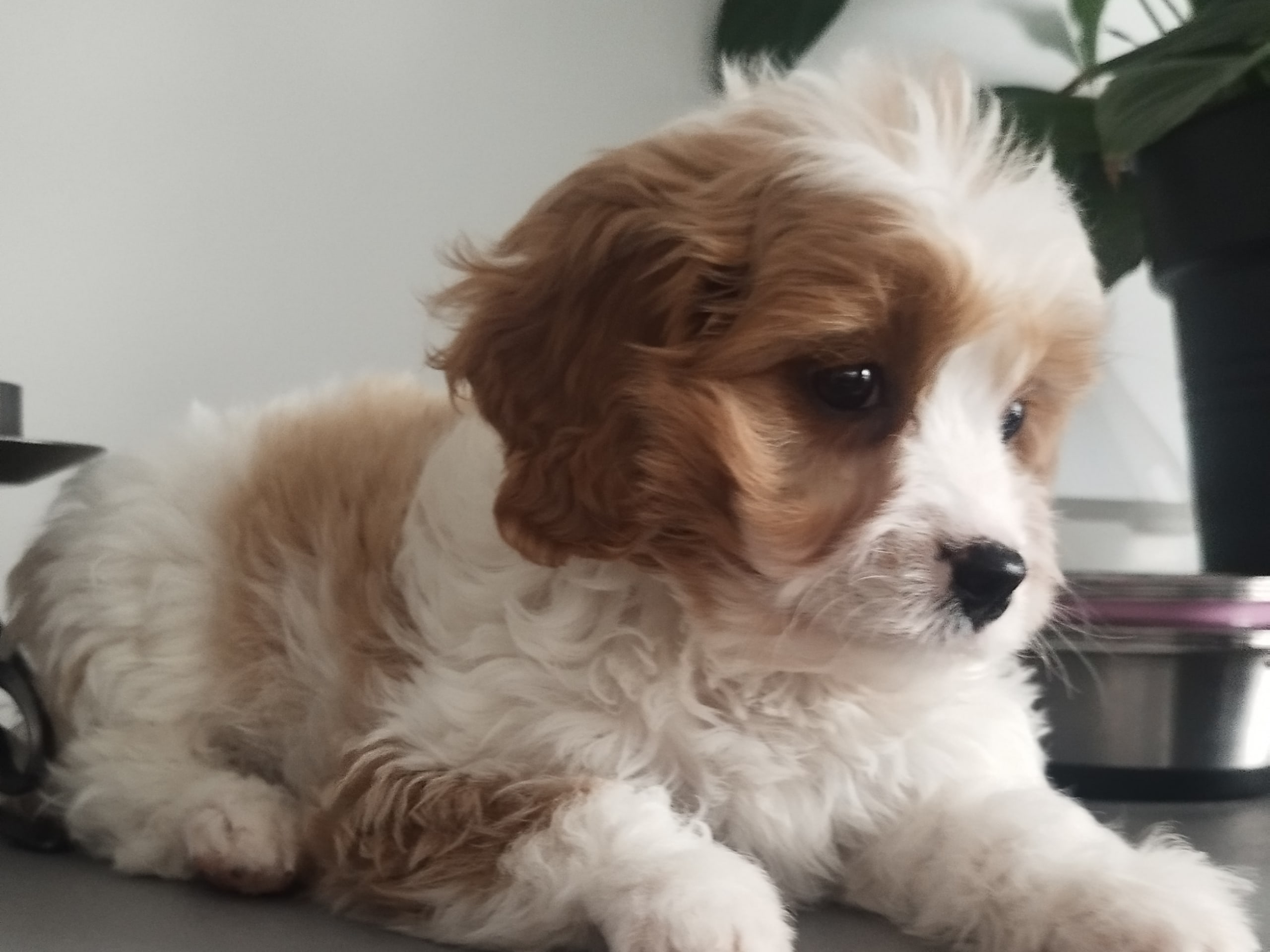 Hjortkvarns Cavapoo