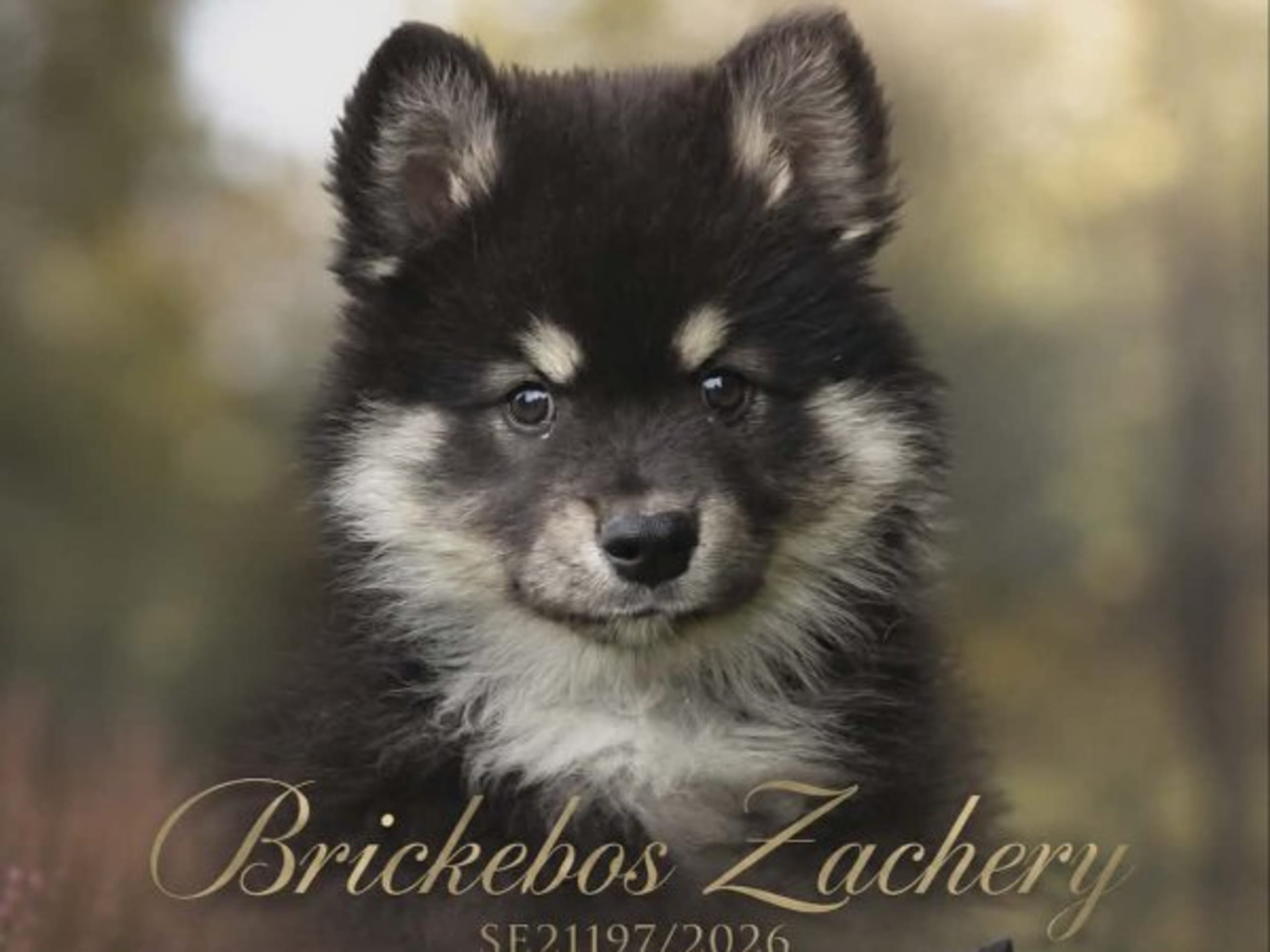 Finnish Lapphund · Kolsva · Brickebos