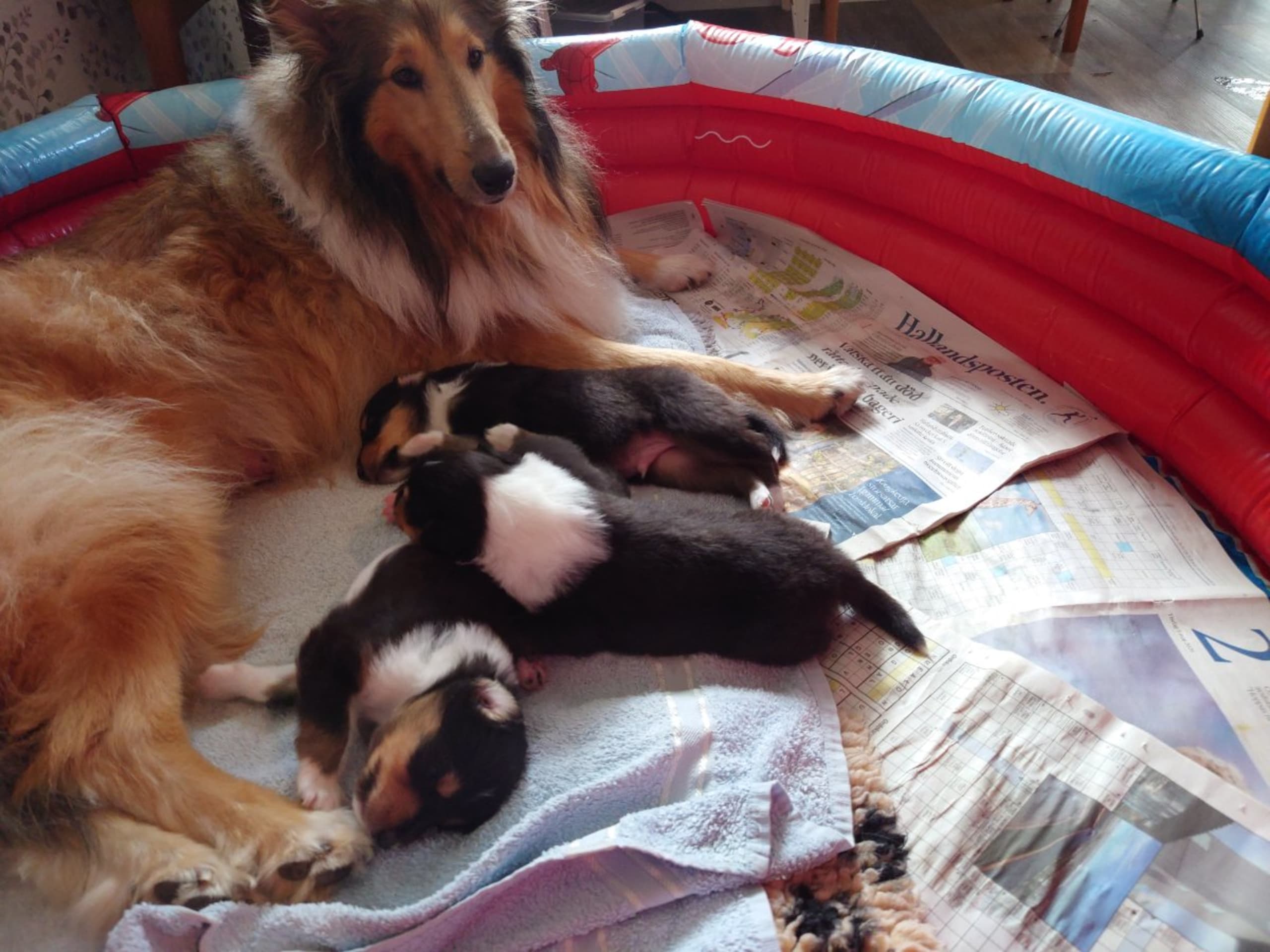 Collie · Kvibille · Damaianus