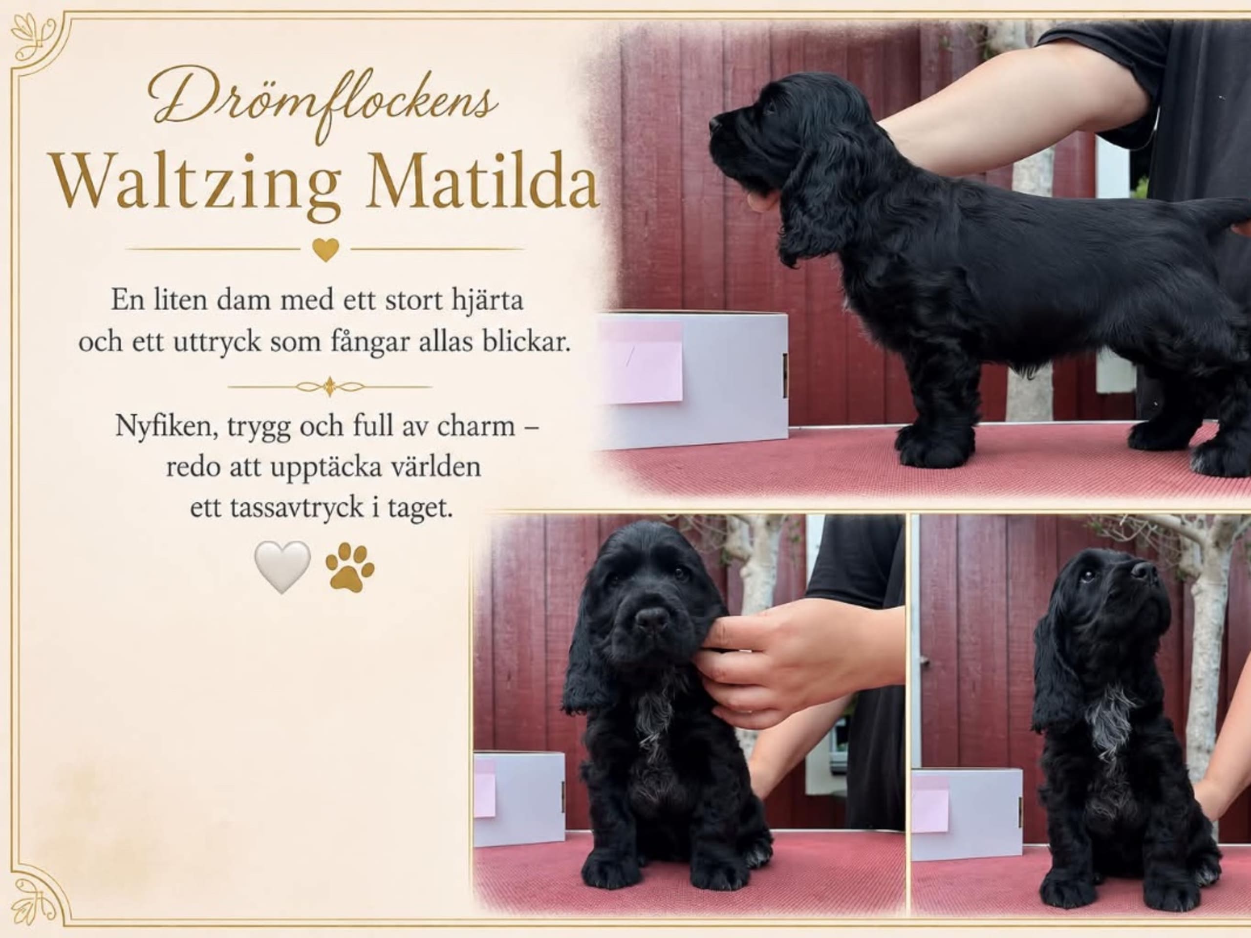 Cocker spaniel · Tollarp · Drömflockens