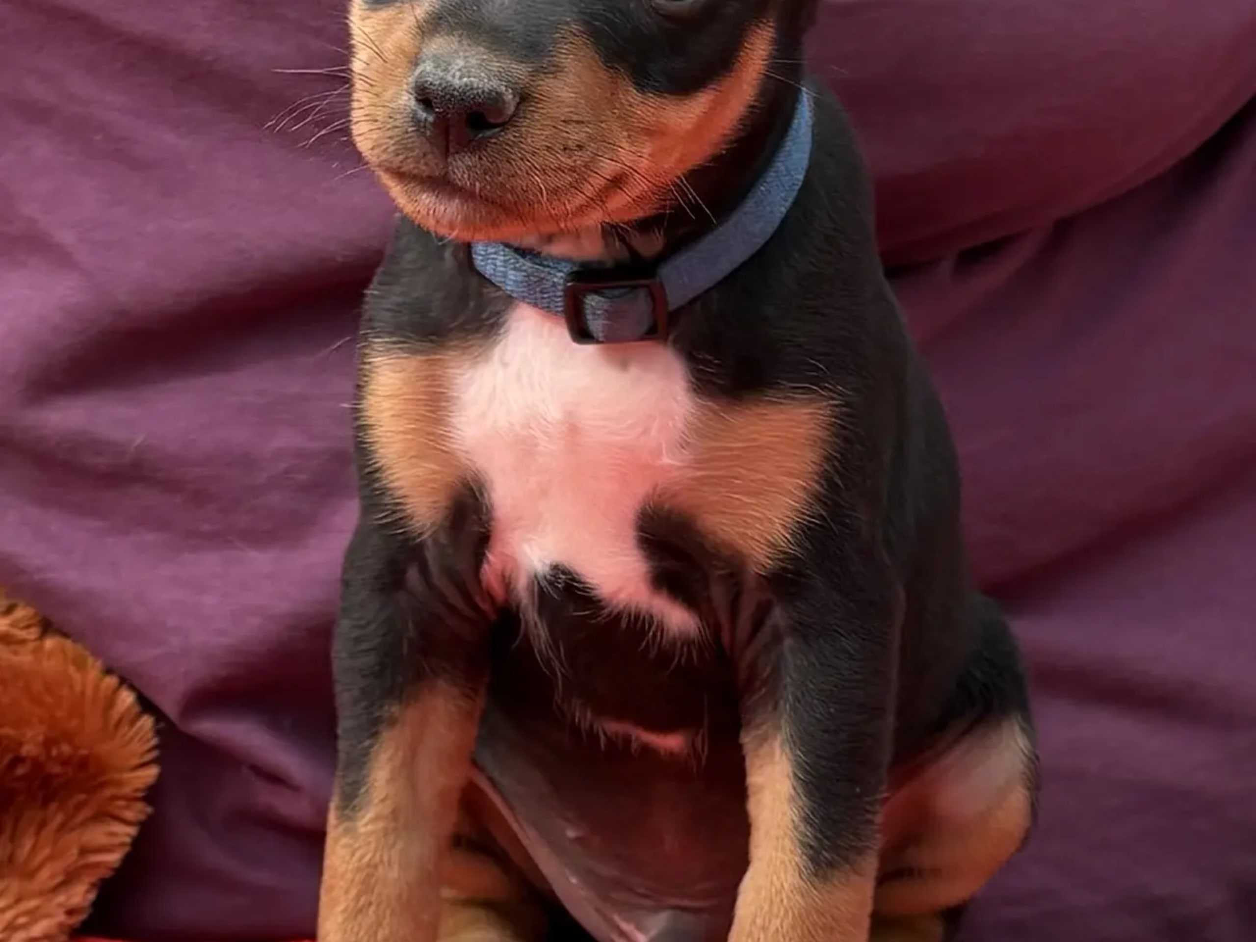 American Hairless Terrier · Arneberg · Evy Johanne Indahl Fredhjem