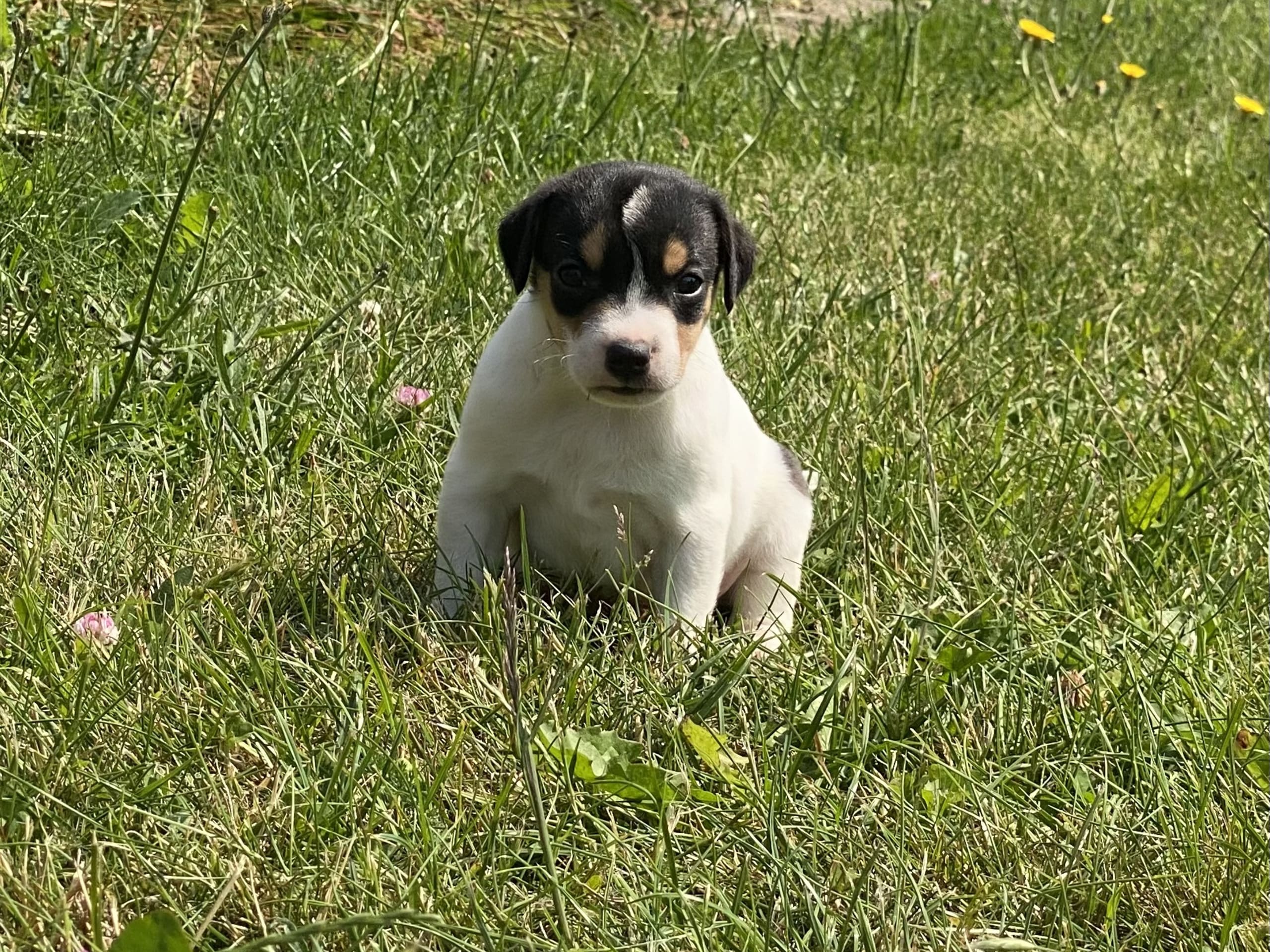 Danish Swedish Farmdog · Hjørring · Arne Mejlhede