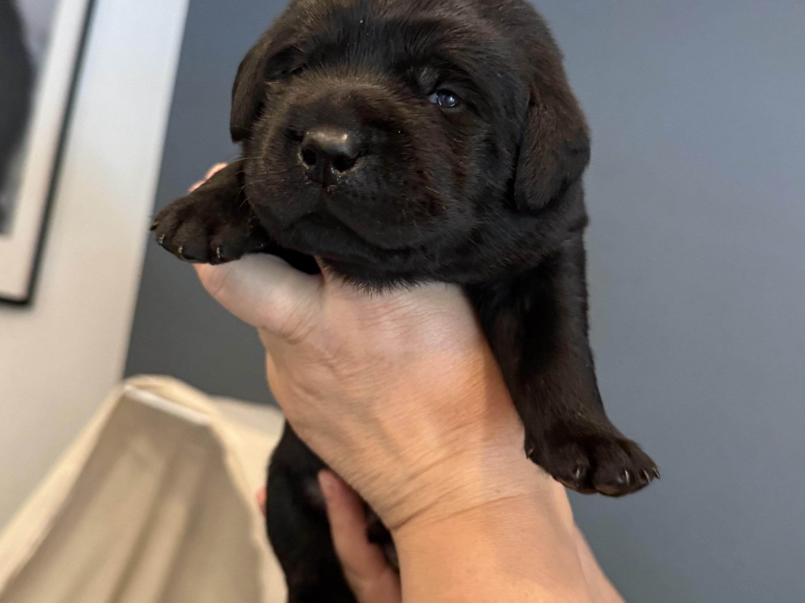 Labrador Retriever · Svärtinge · Blankgölens kennel