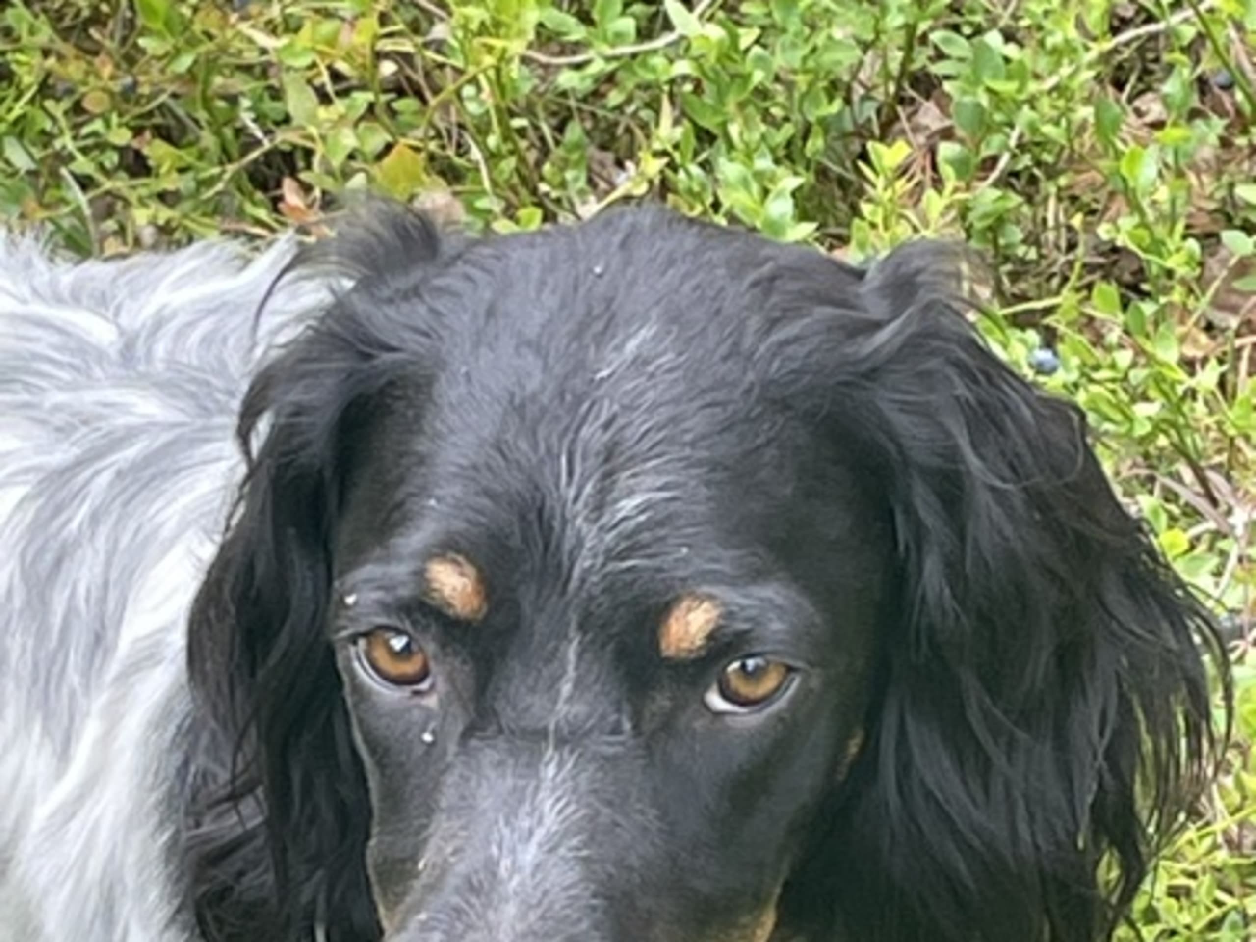 English Setter · Risør · Sverre T.