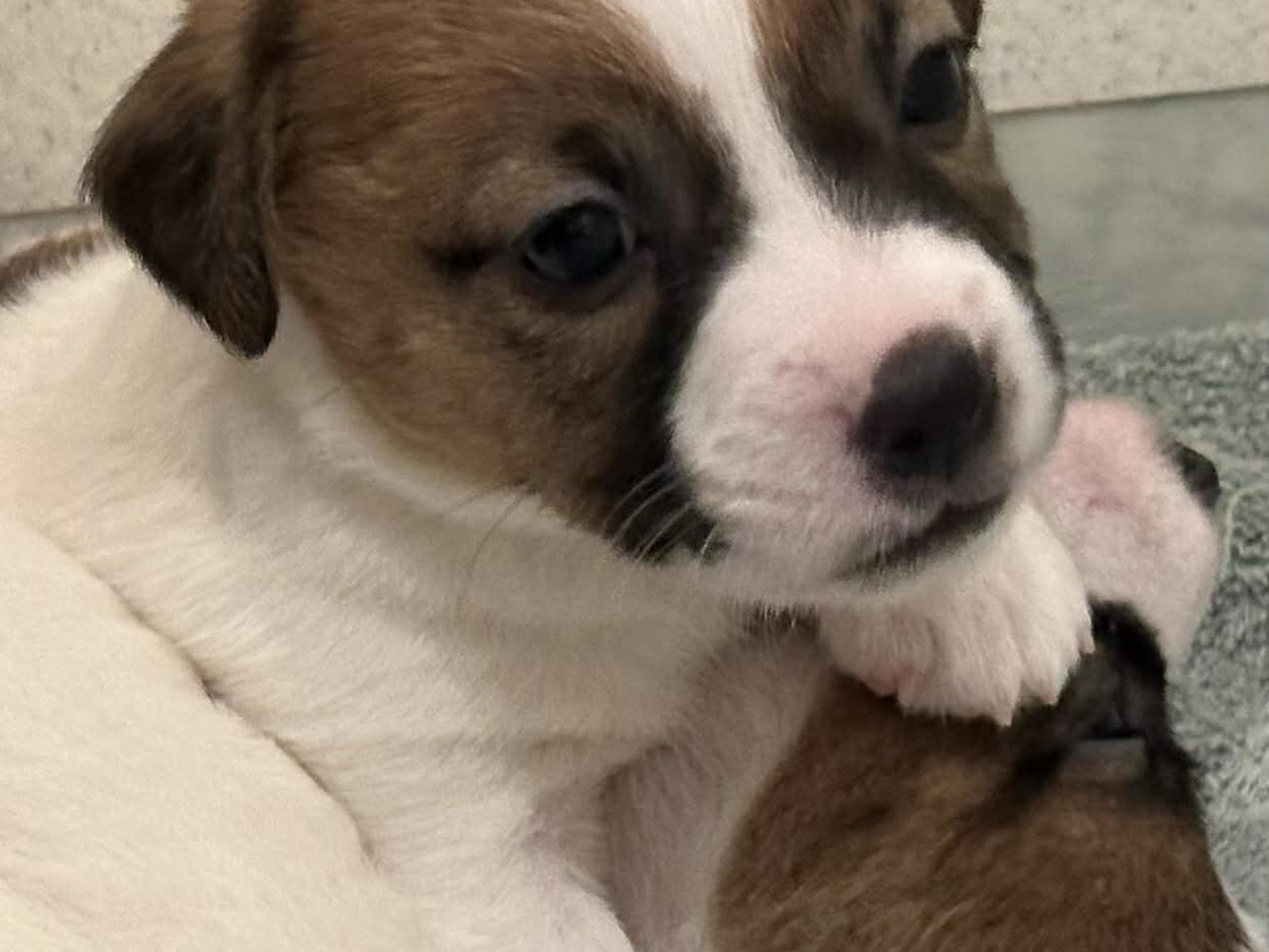 Jack russell terrier · Knivsta · LIMELIGHT Kennels