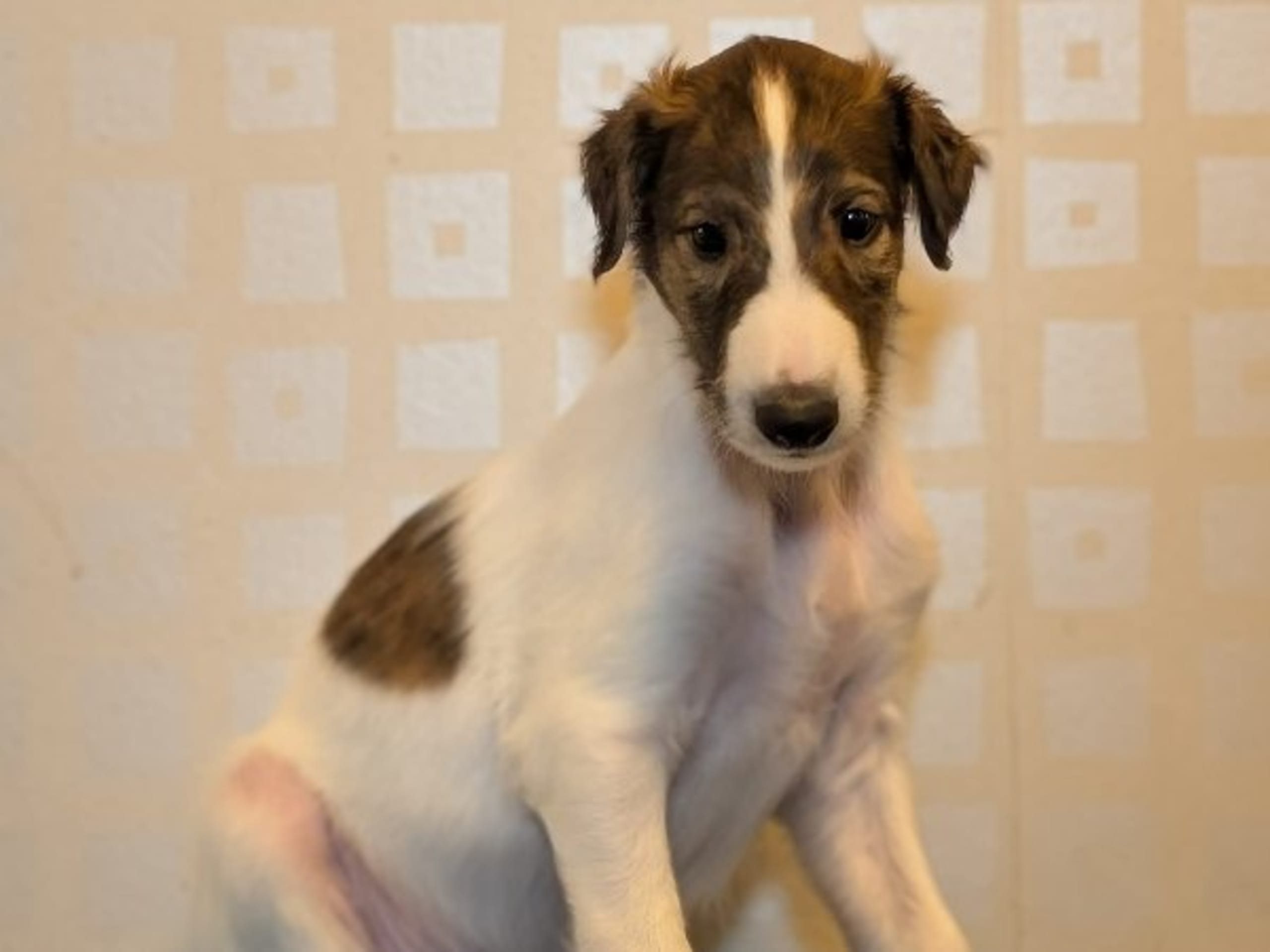 Borzoi · Västra Frölunda · Bravehounds