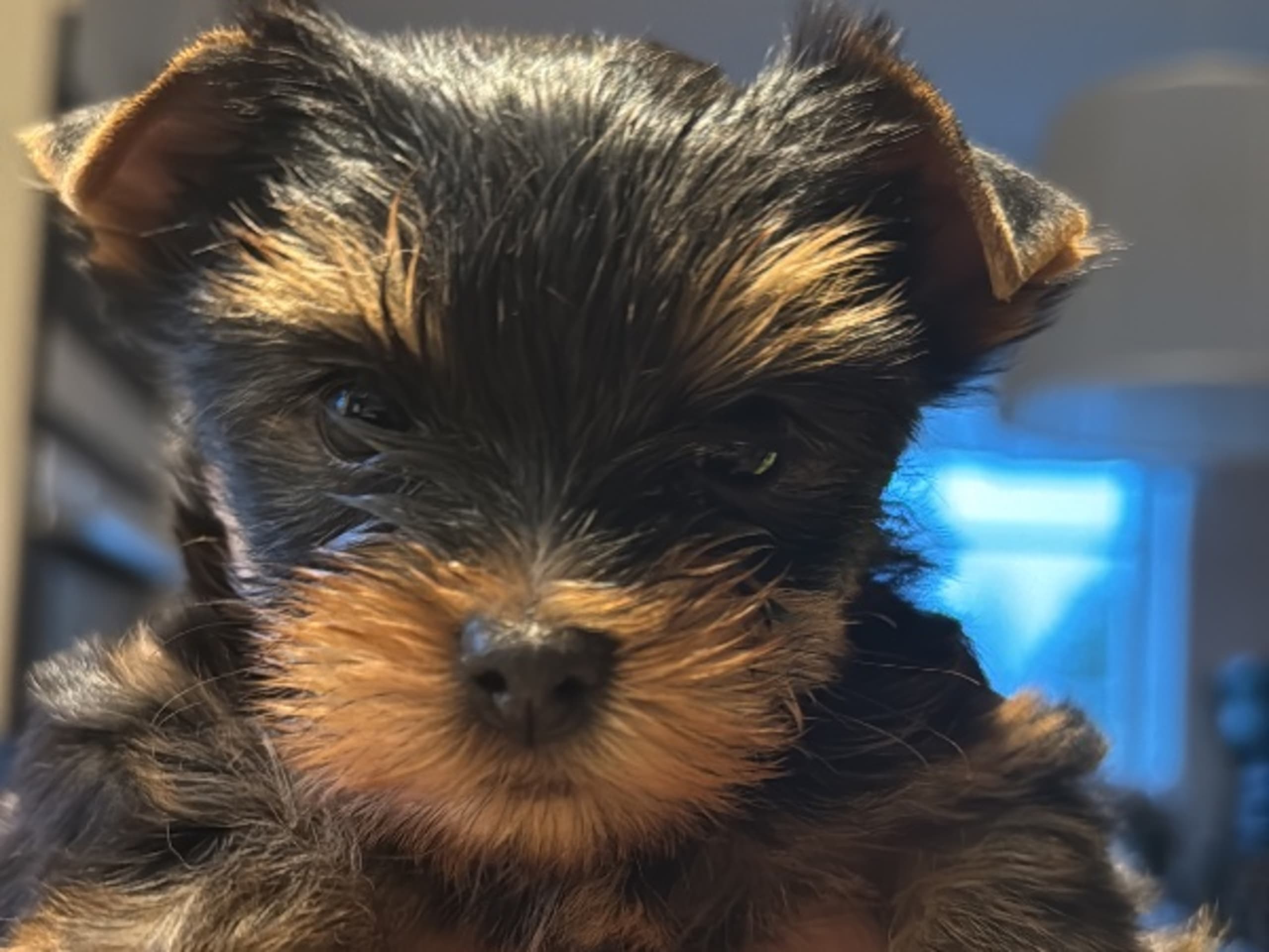Yorkshire Terrier · örebro · Augusta Star’s