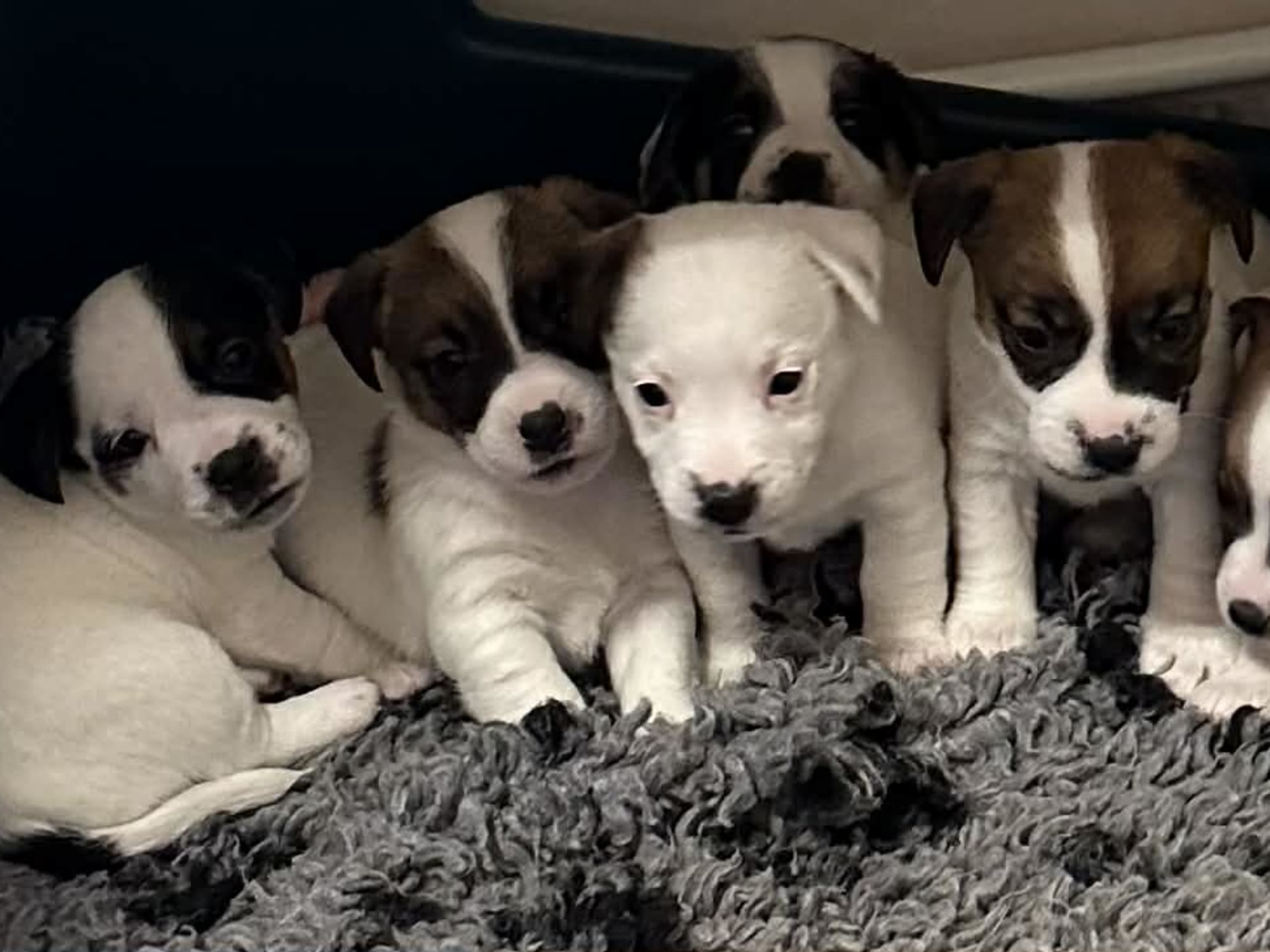 Jack russell terrier · Knivsta · LIMELIGHT Kennels