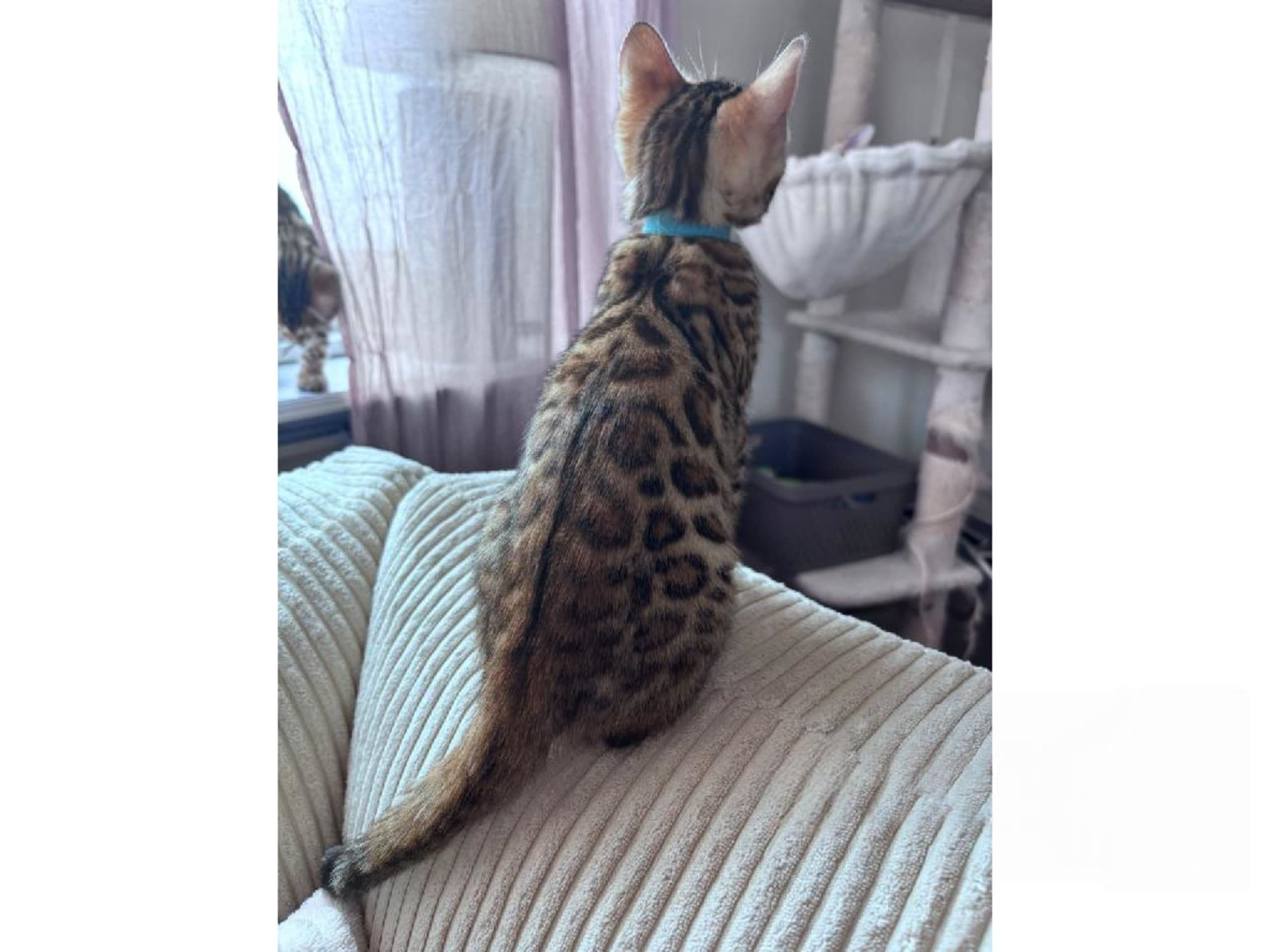 Bengal · Grästorp · SE*Pawspots
