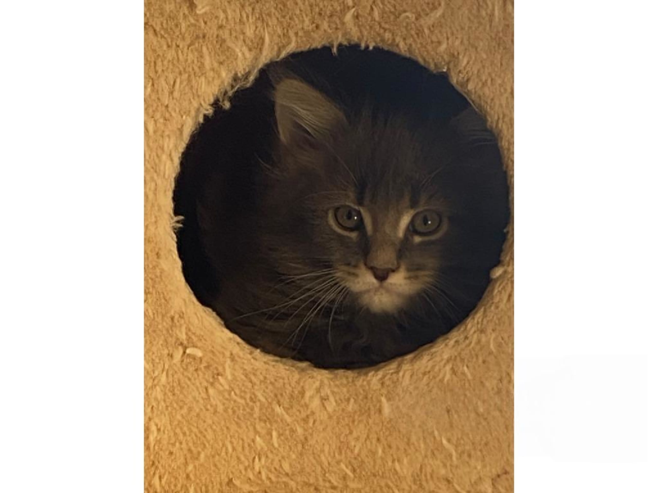 SE*Wernold's Sagolika
