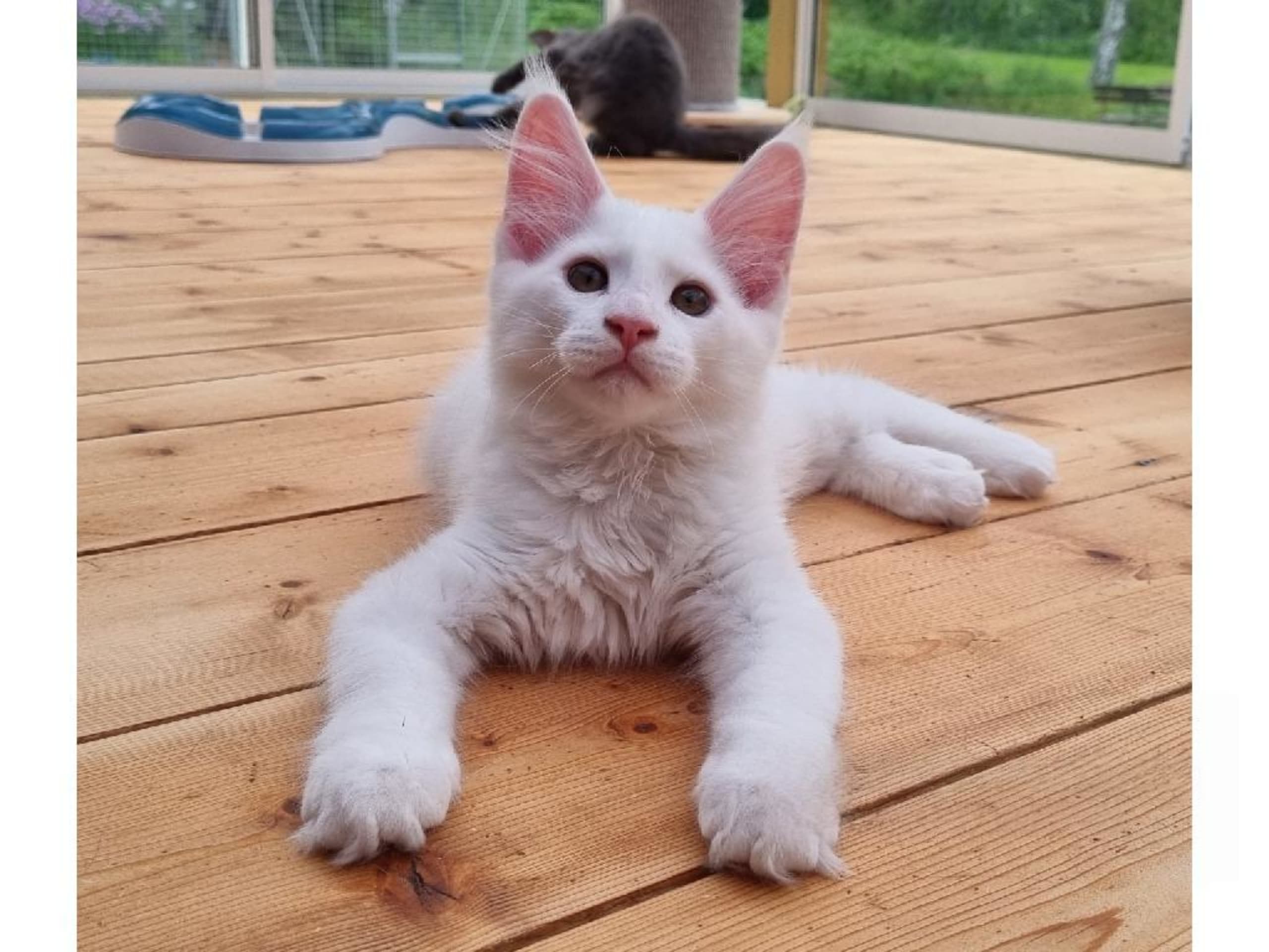 Maine Coon · Rimbo · SE*Healing Paws