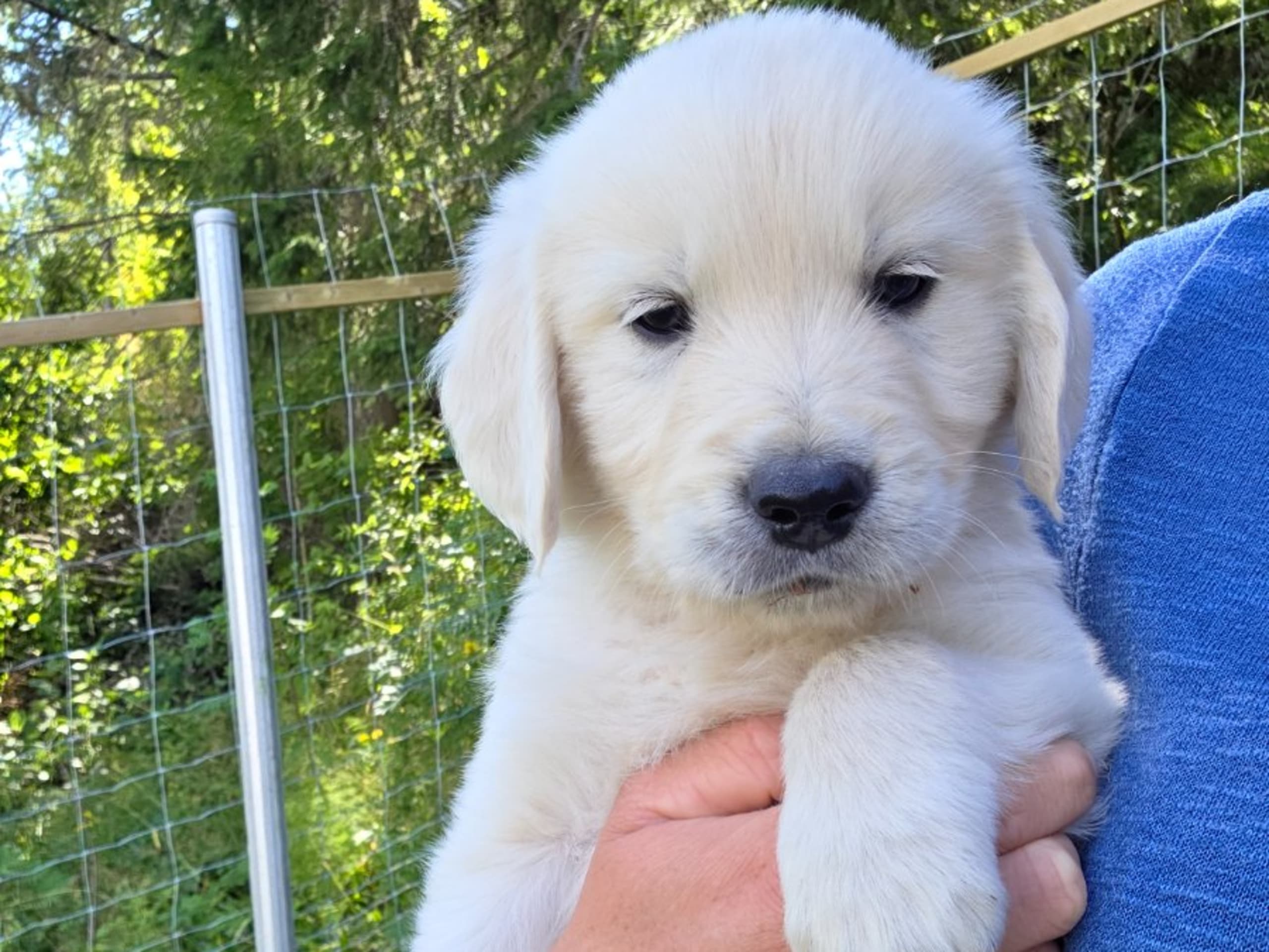 Golden retriever · Nordingrå · Gold Code