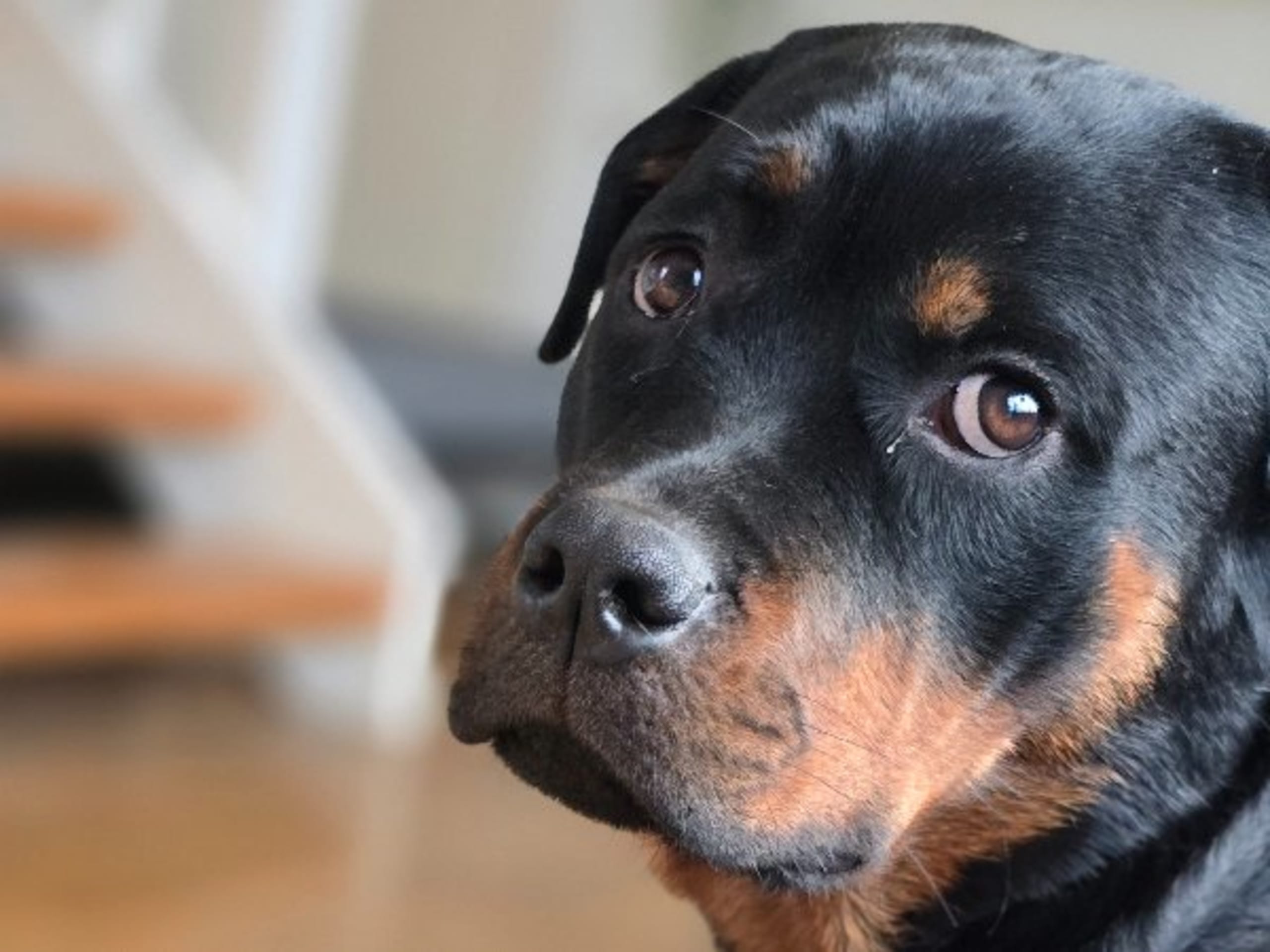 Rottweiler · Olofstorp · Levarotto's kennel