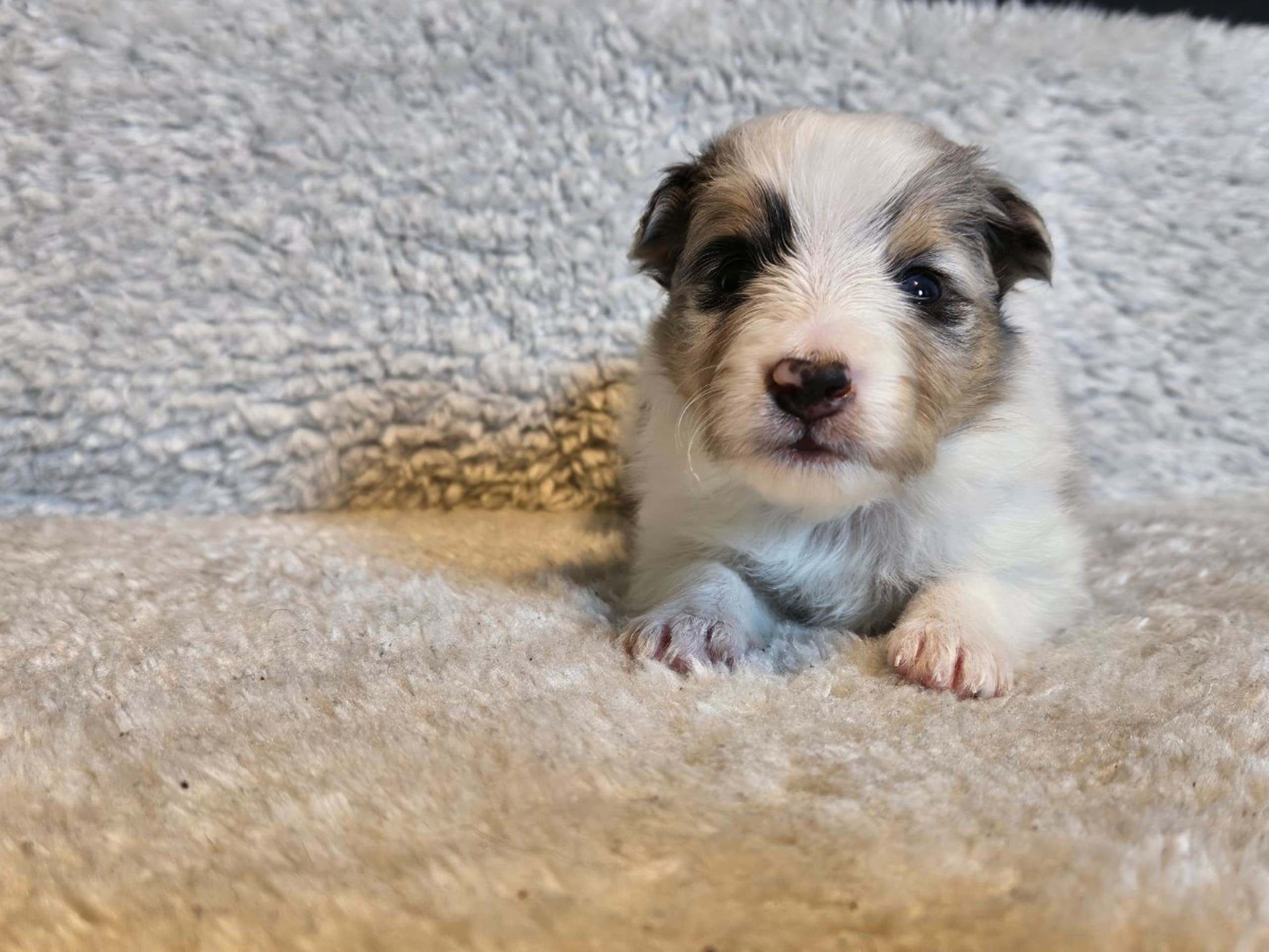 Shetland Sheepdog · Staffanstorp · Therese Williamsdotter