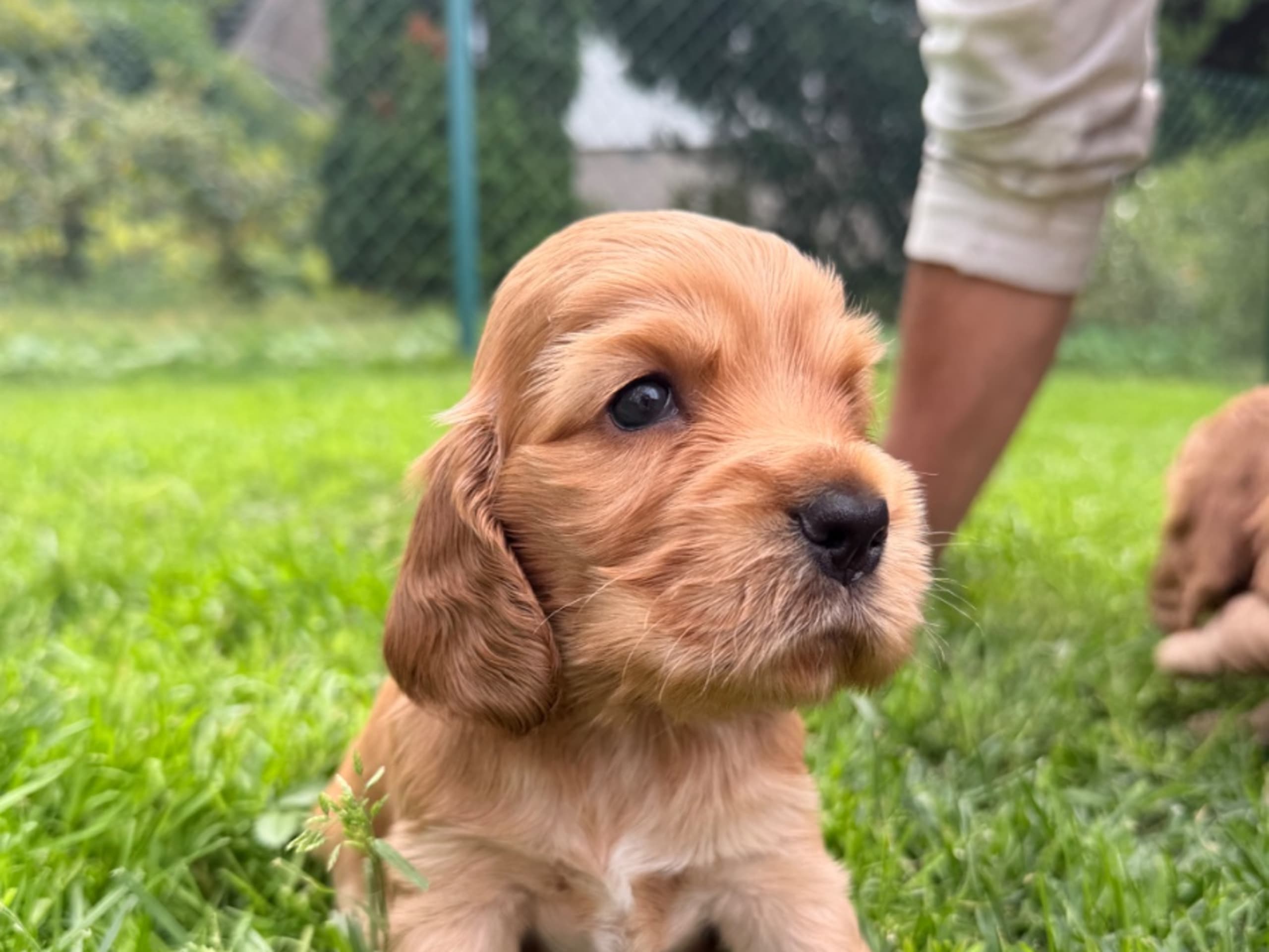 Cocker spaniel · Täby · Giggs