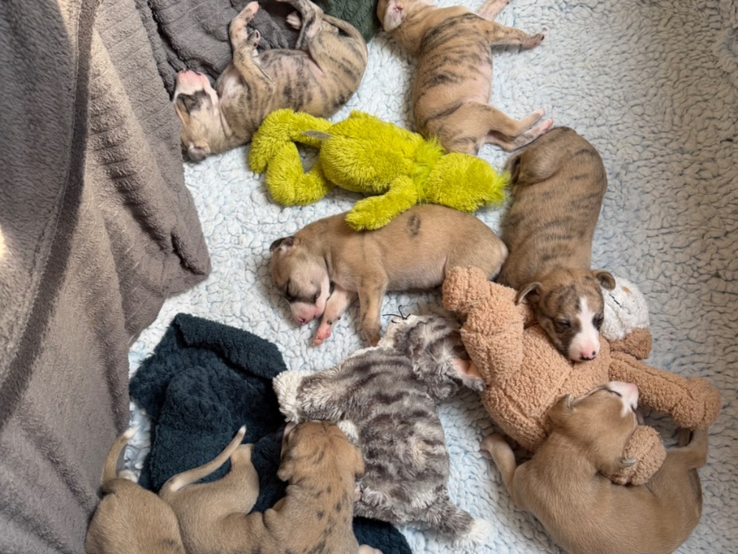 Whippet · Söderköping · Mac Bells