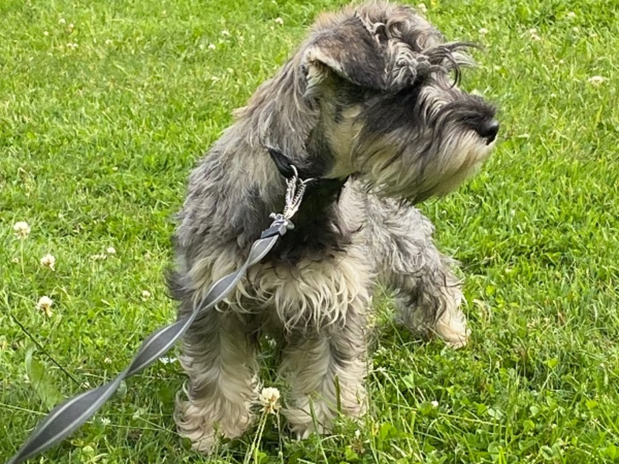 Miniature Schnauzer · Uppsala · Anhemas