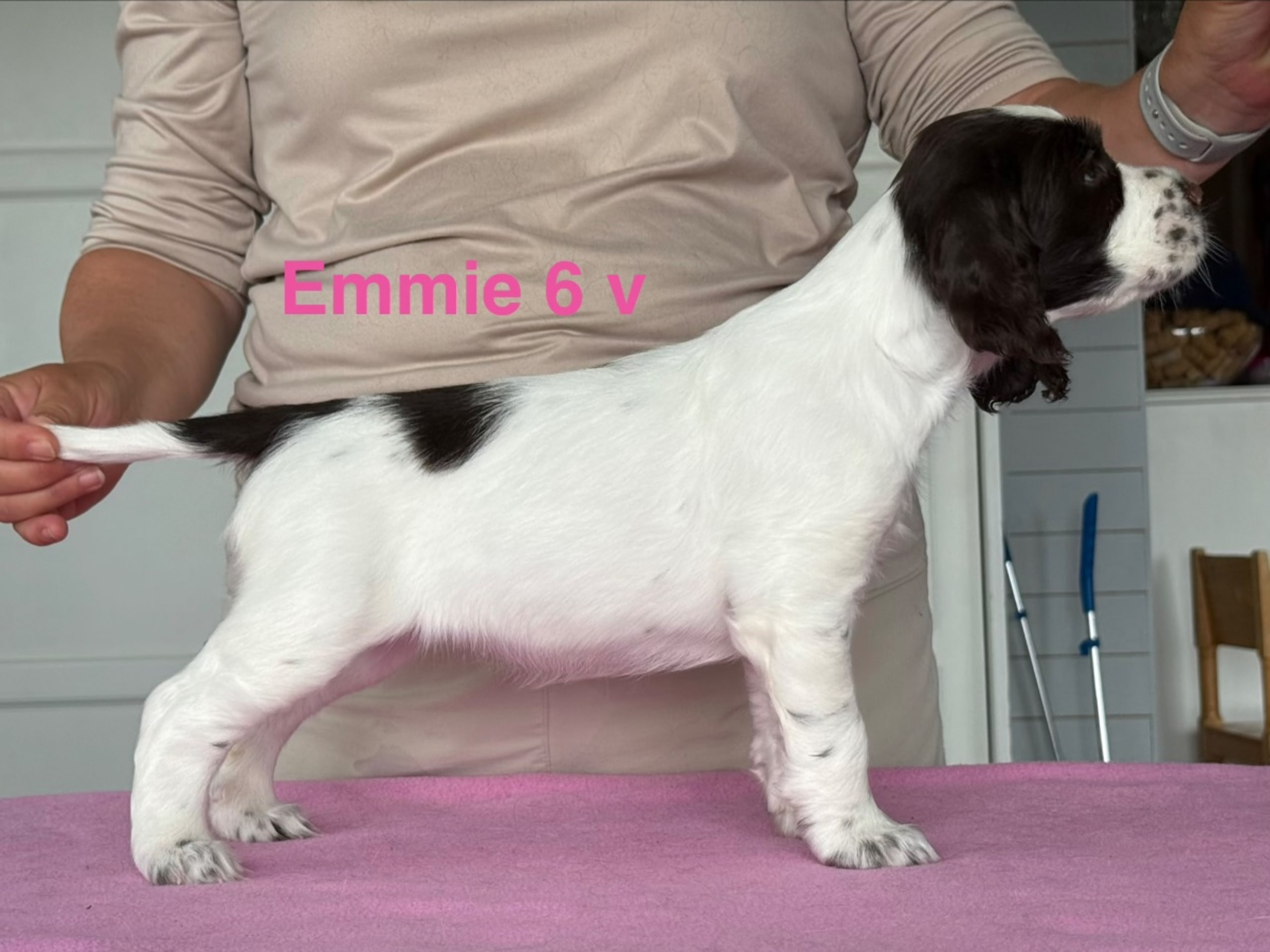 English Springer Spaniel · Njurunda · Yazzpeak's