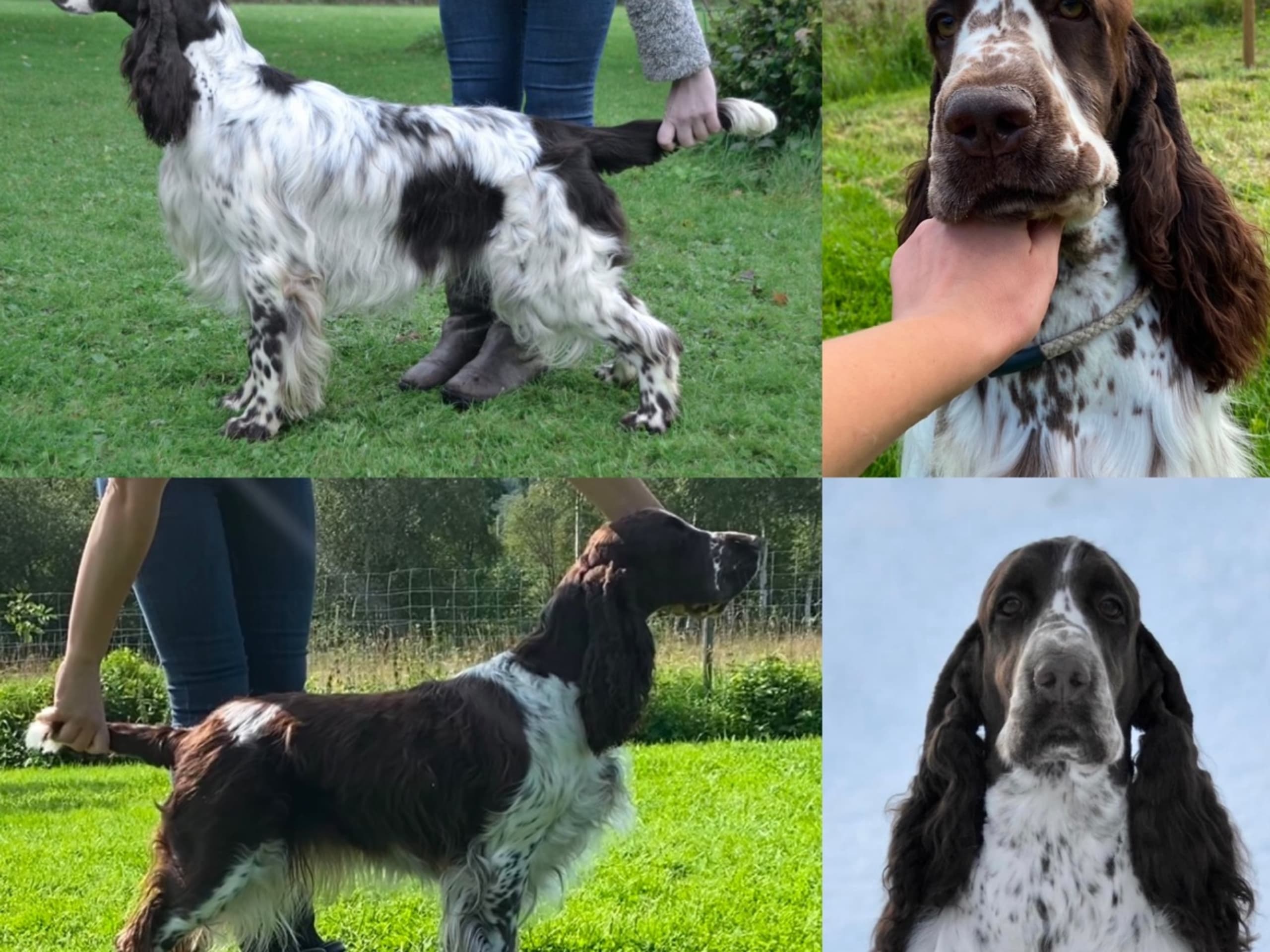 Engelsk springer spaniel · Västra Ämtervik · Favours