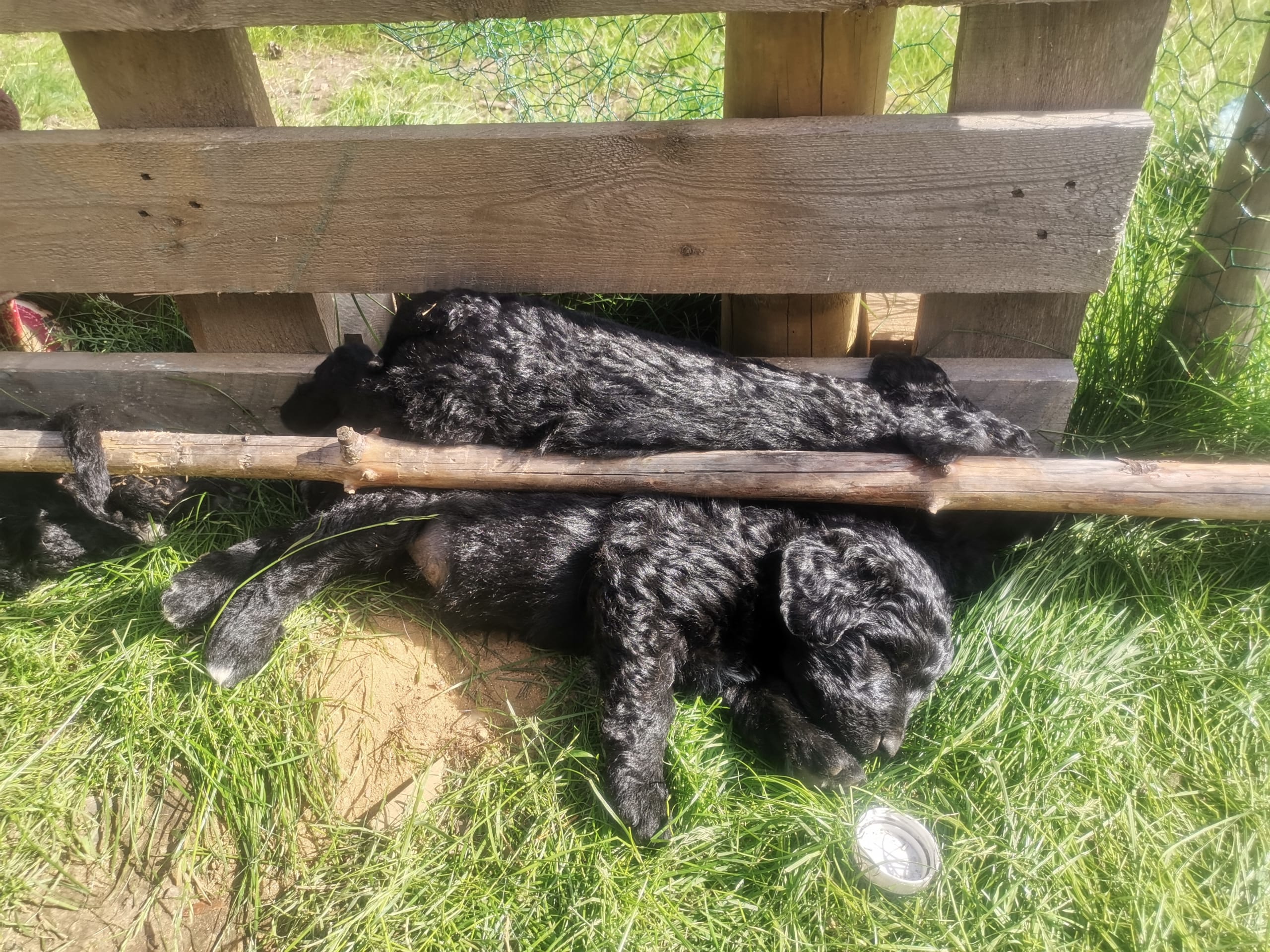 Bernerdoodle · Överkalix · Snabelsnutens Hus