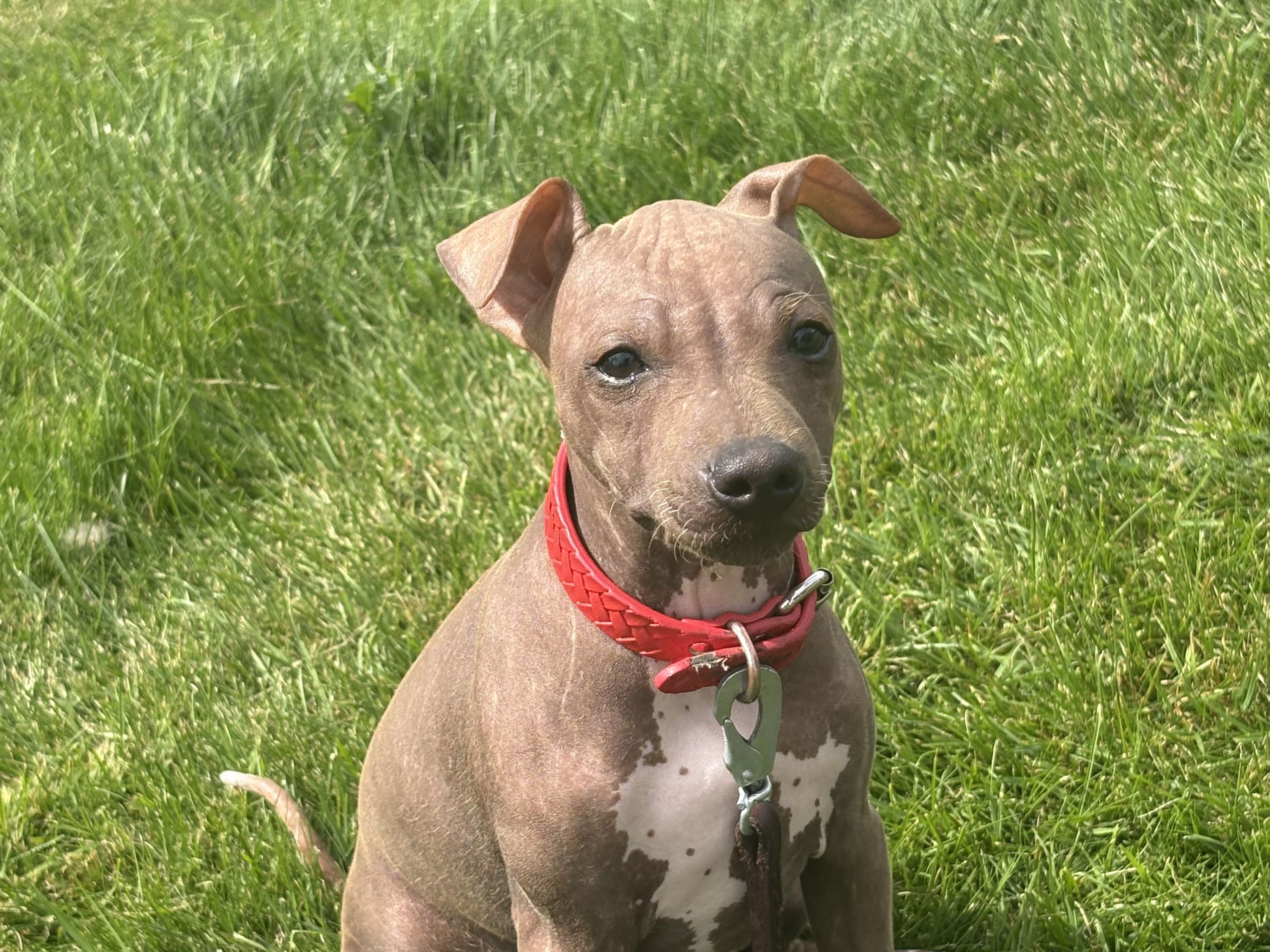 American Hairless Terrier · Mellerud · Ticket to win